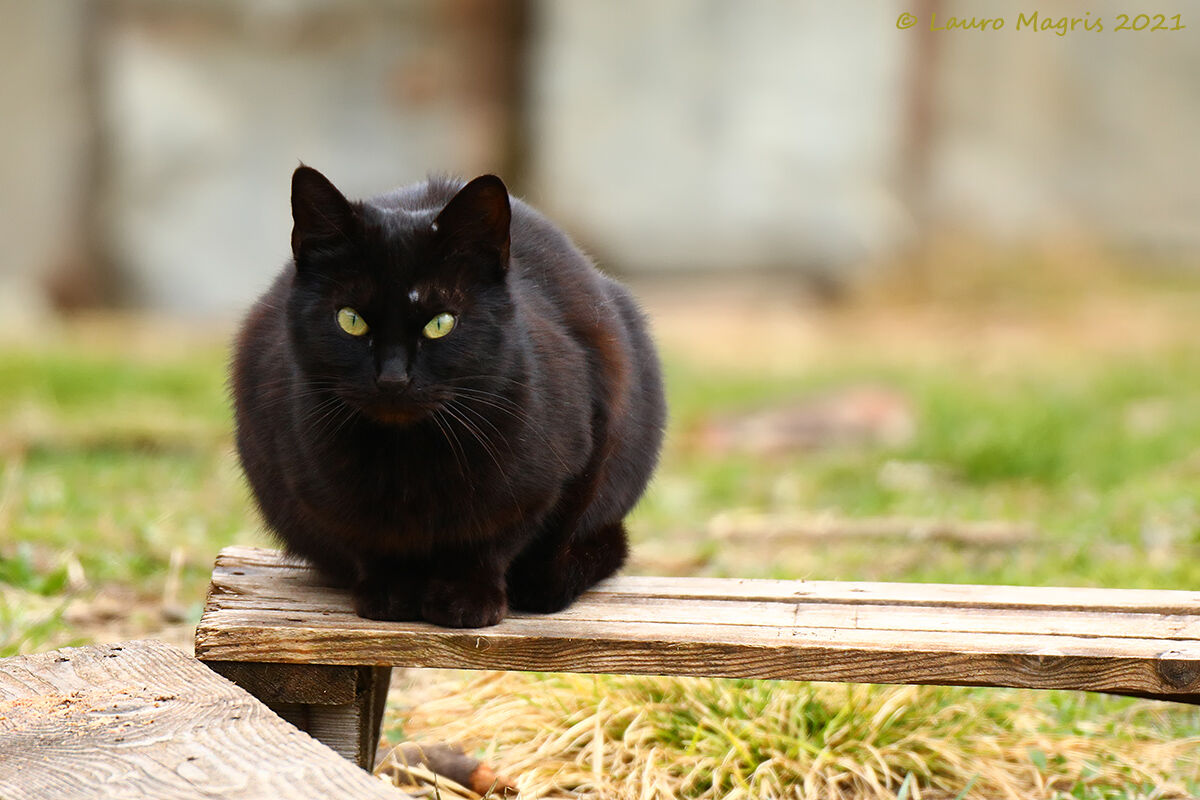 Black Cat ...