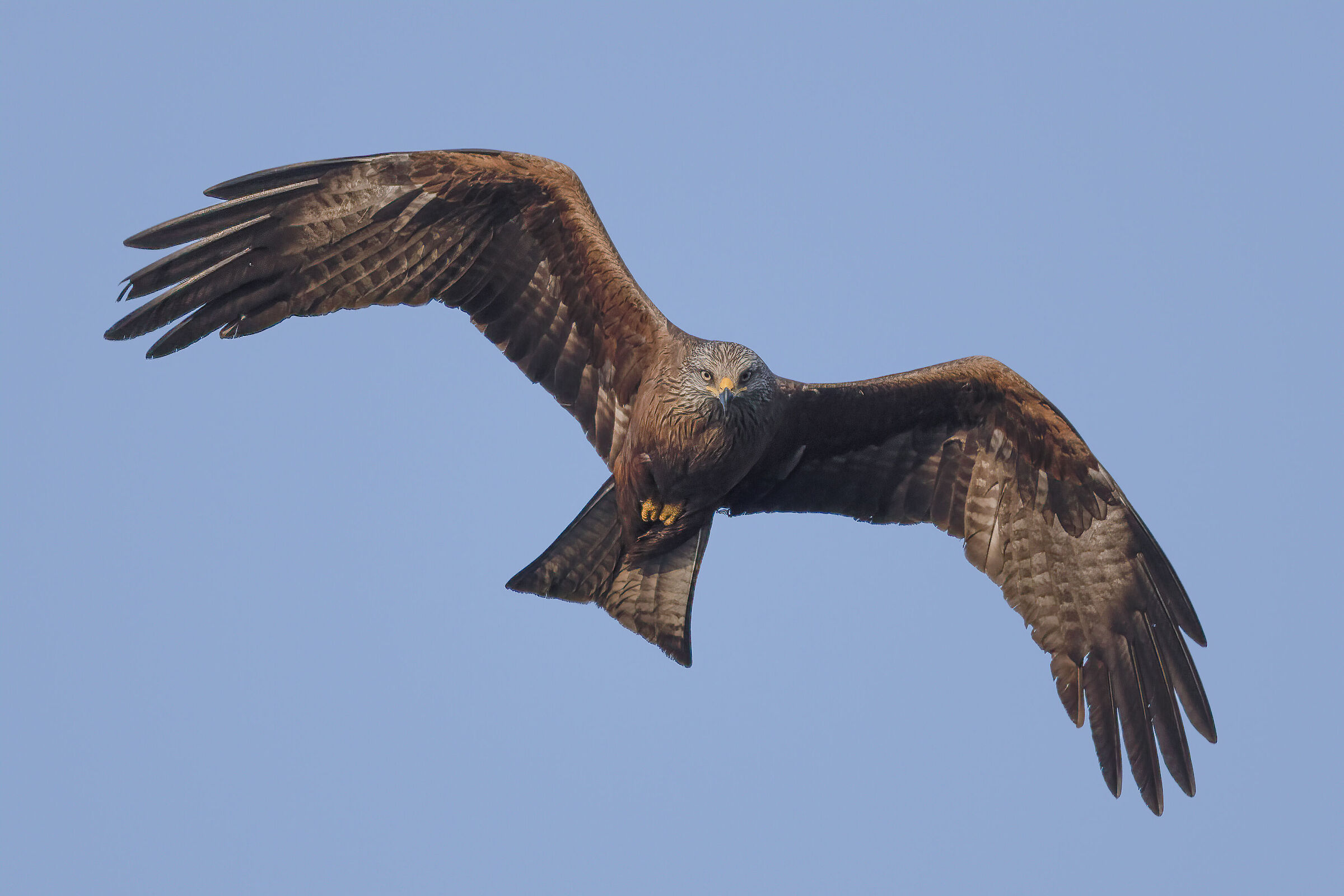 brown kite...