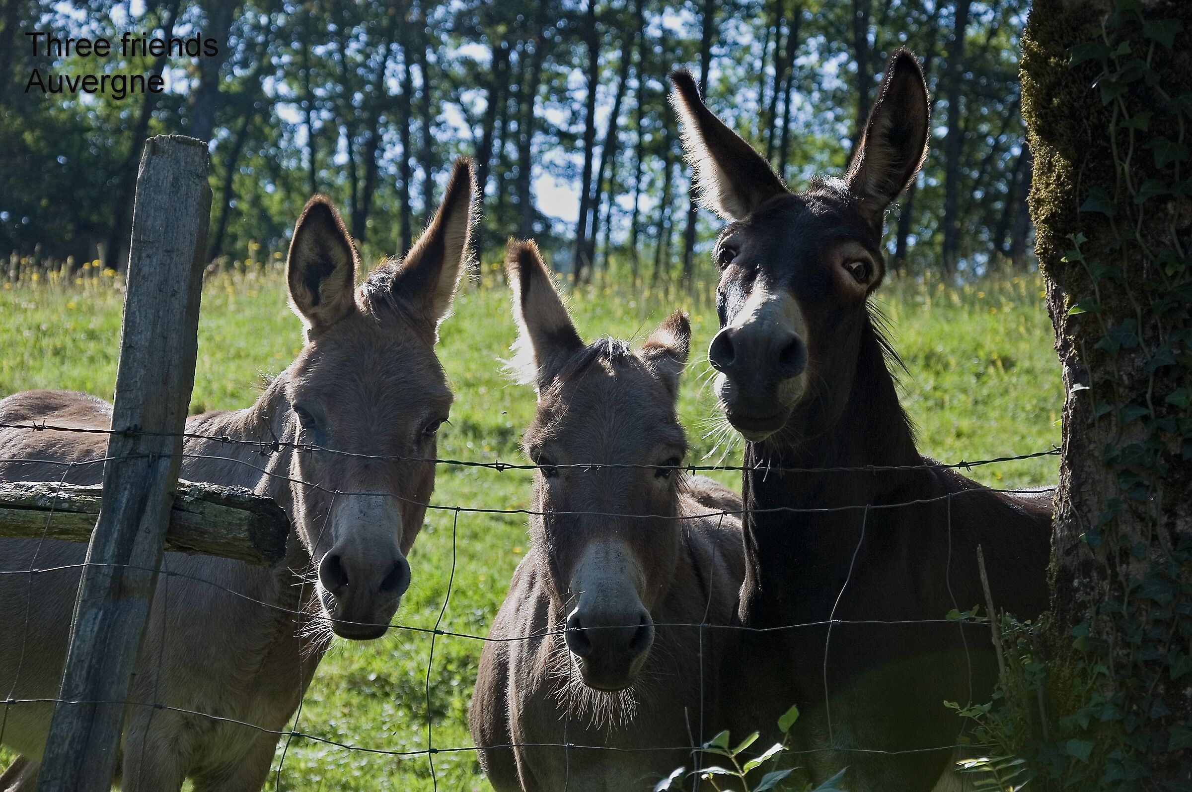 Curious donkeys - Auvergne...
