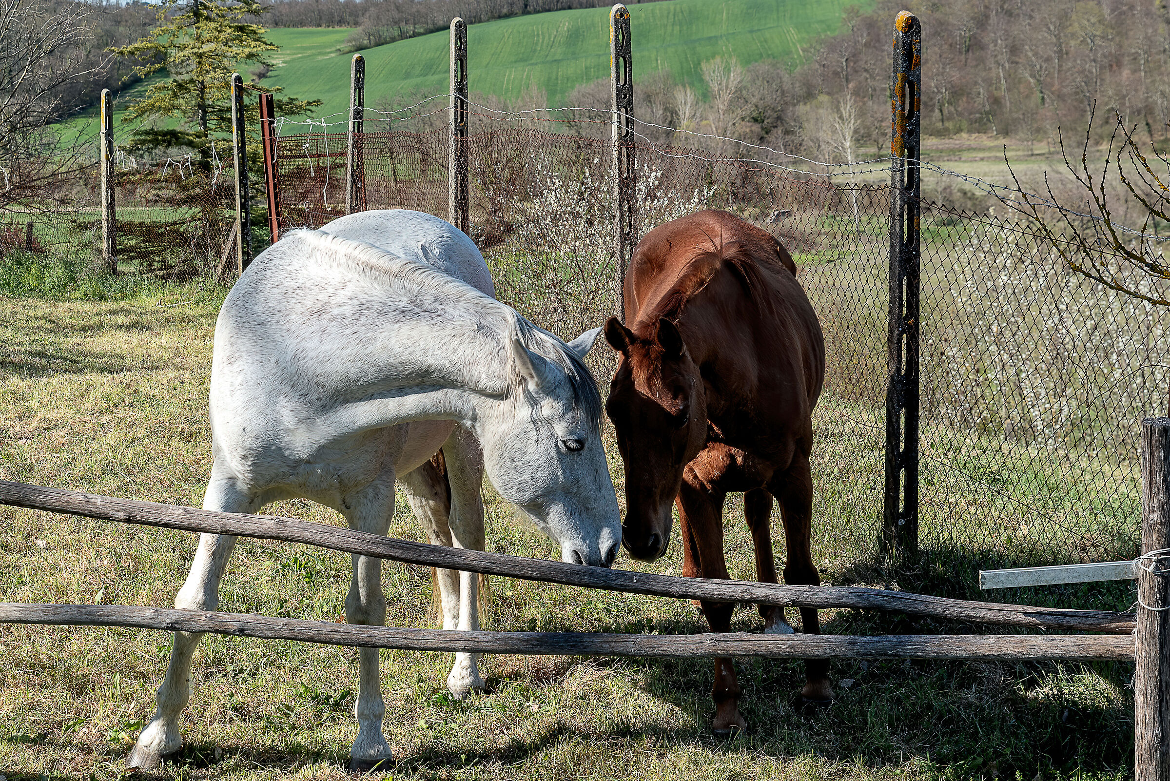 i cavalli di paola(valdichiana meridionale landscape)...