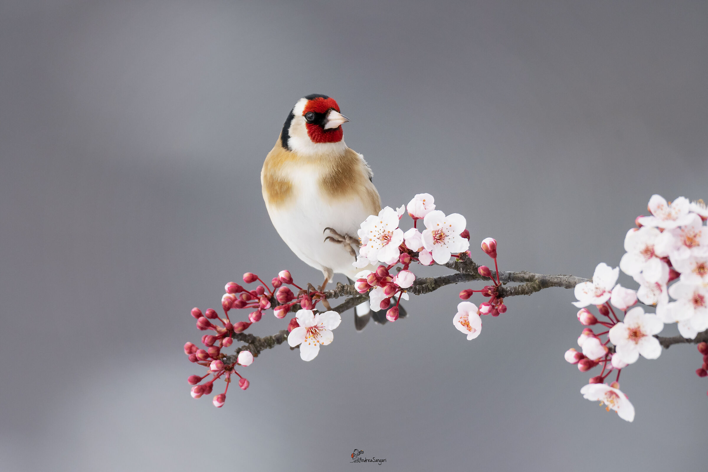 The Easter Goldfinch...