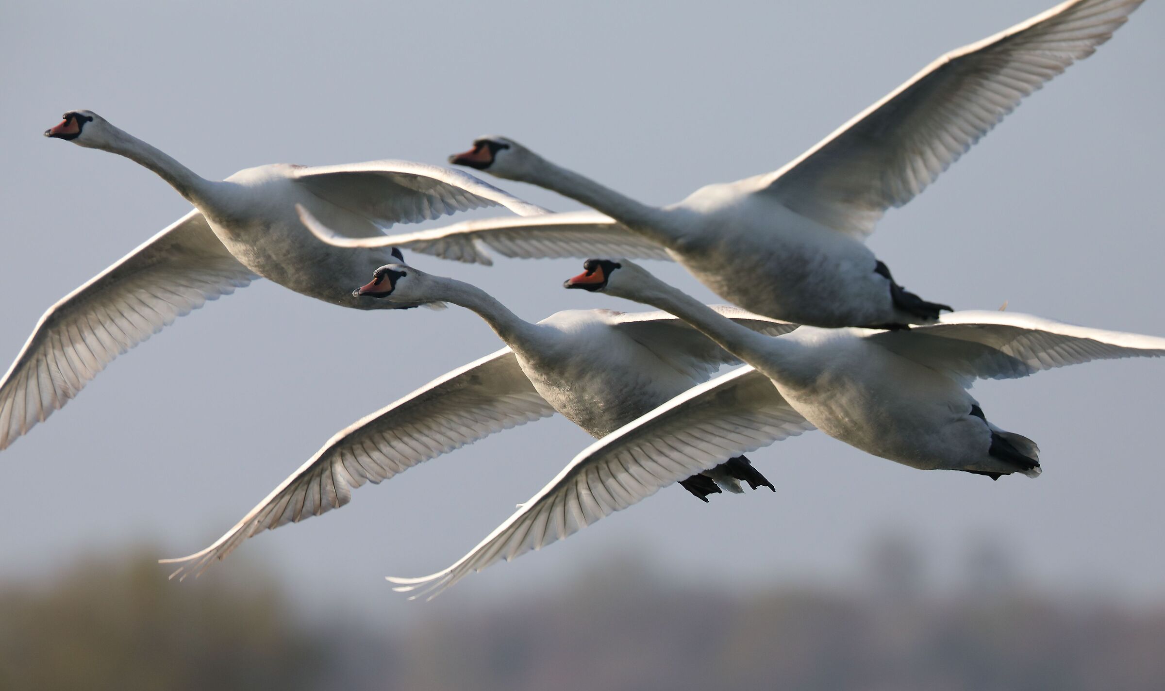 4 swans in tight formation...