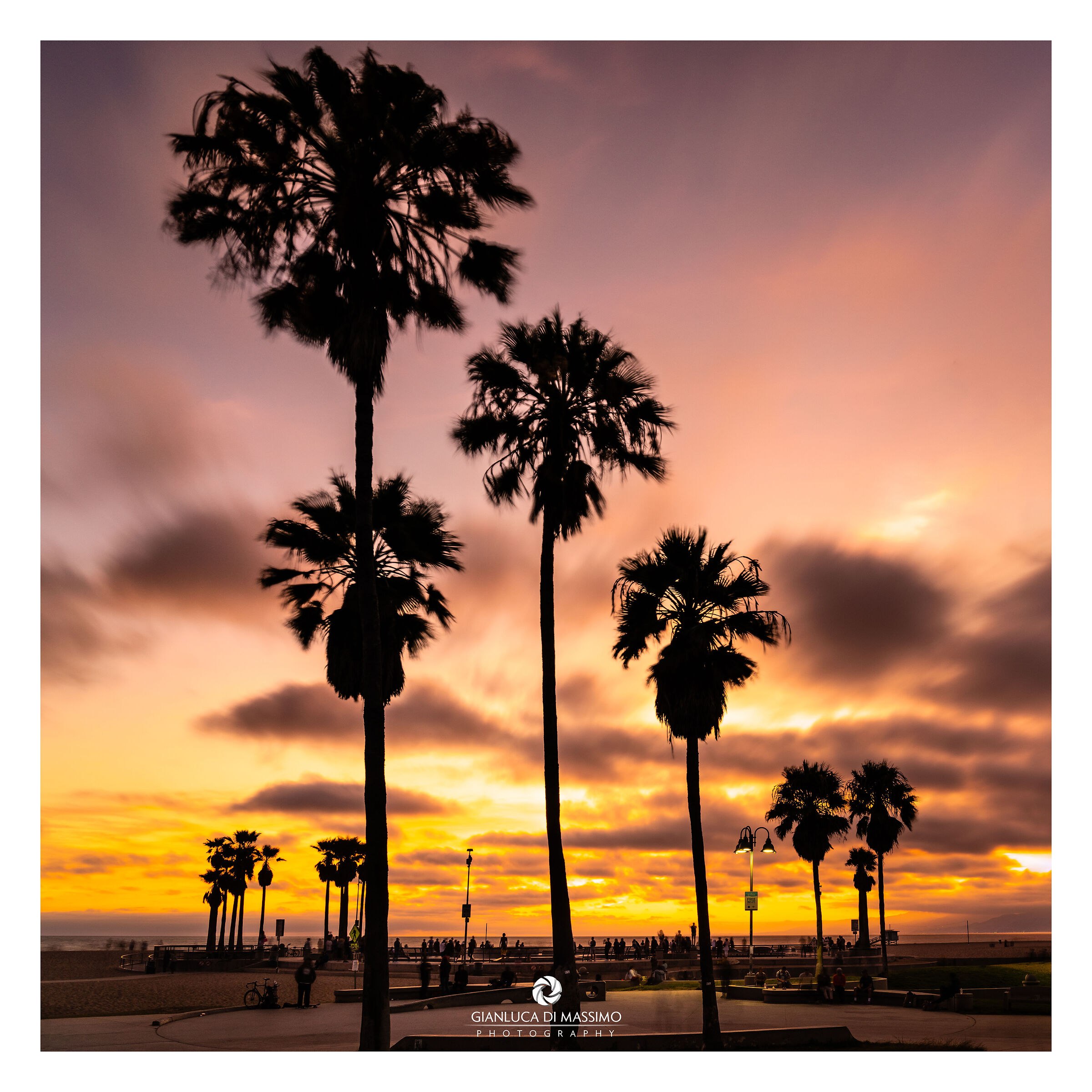 Venice Beach Palm Trees...
