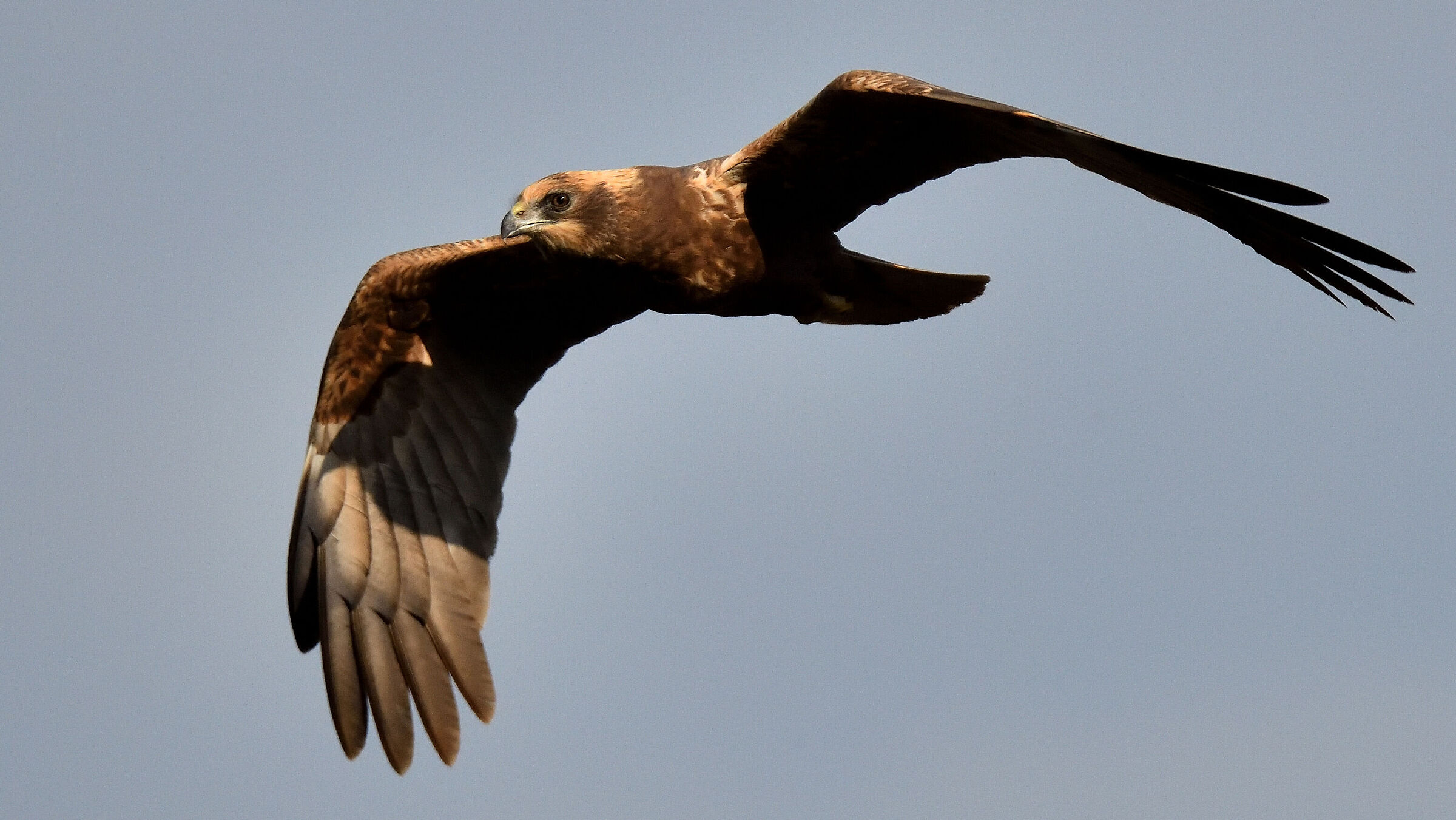 Falco di palude maschio...