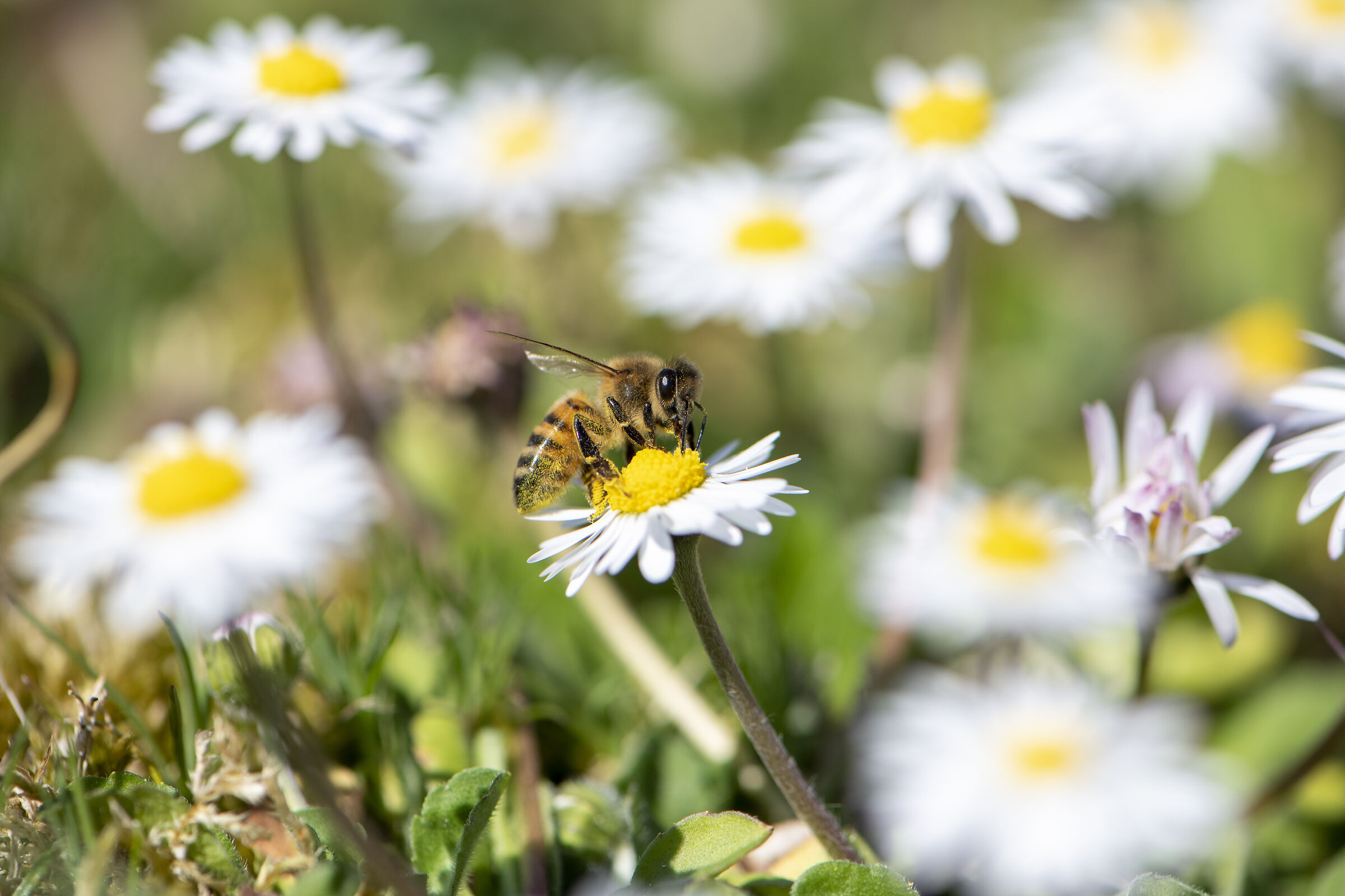 The Pollinating Bee...