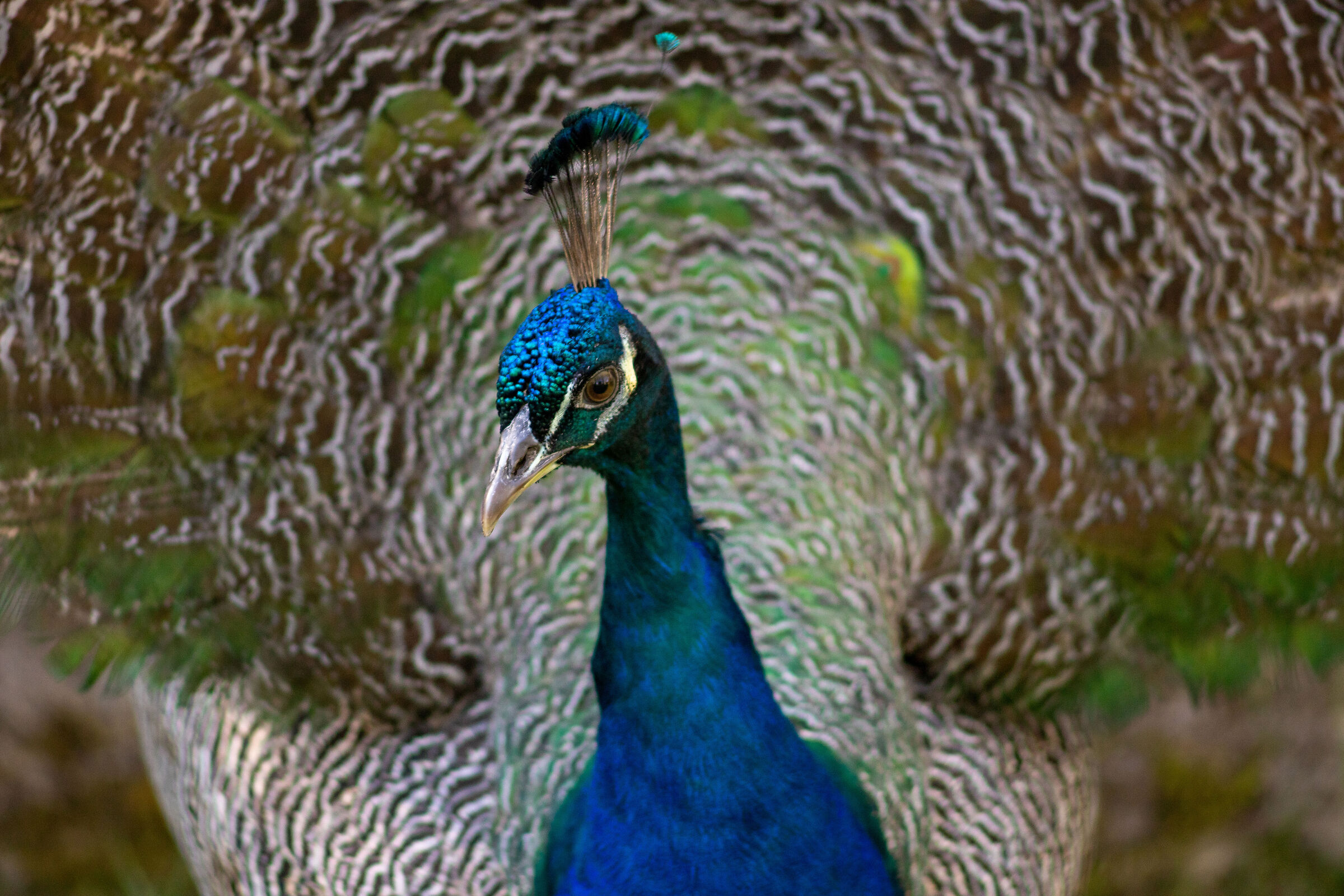 PEACOCK 3...