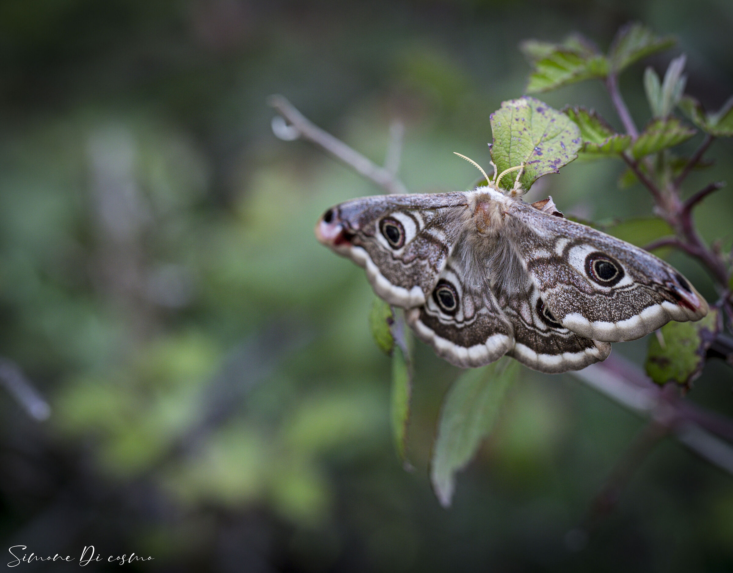 Owl Eye Butterfly ...