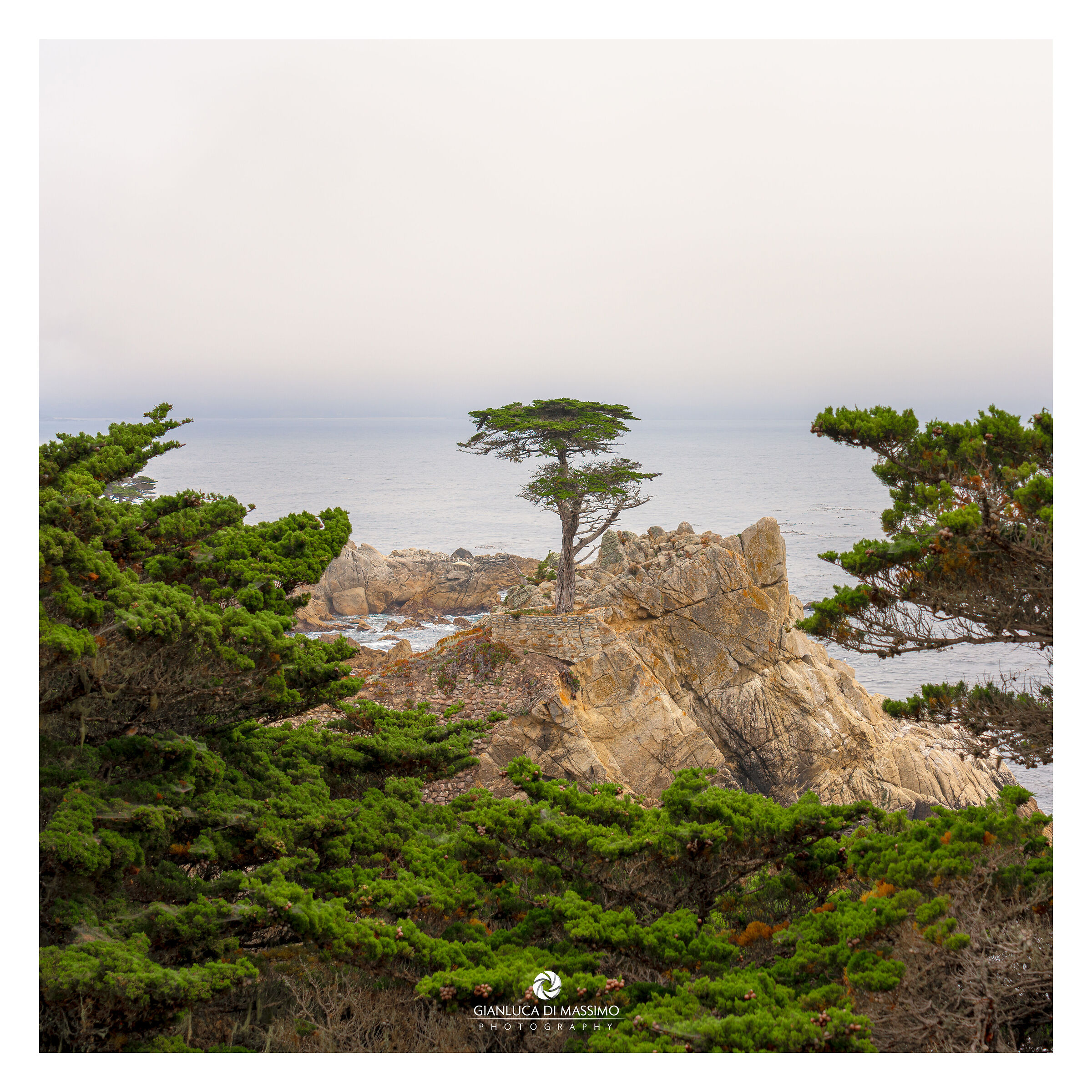 The Lone Cypress...