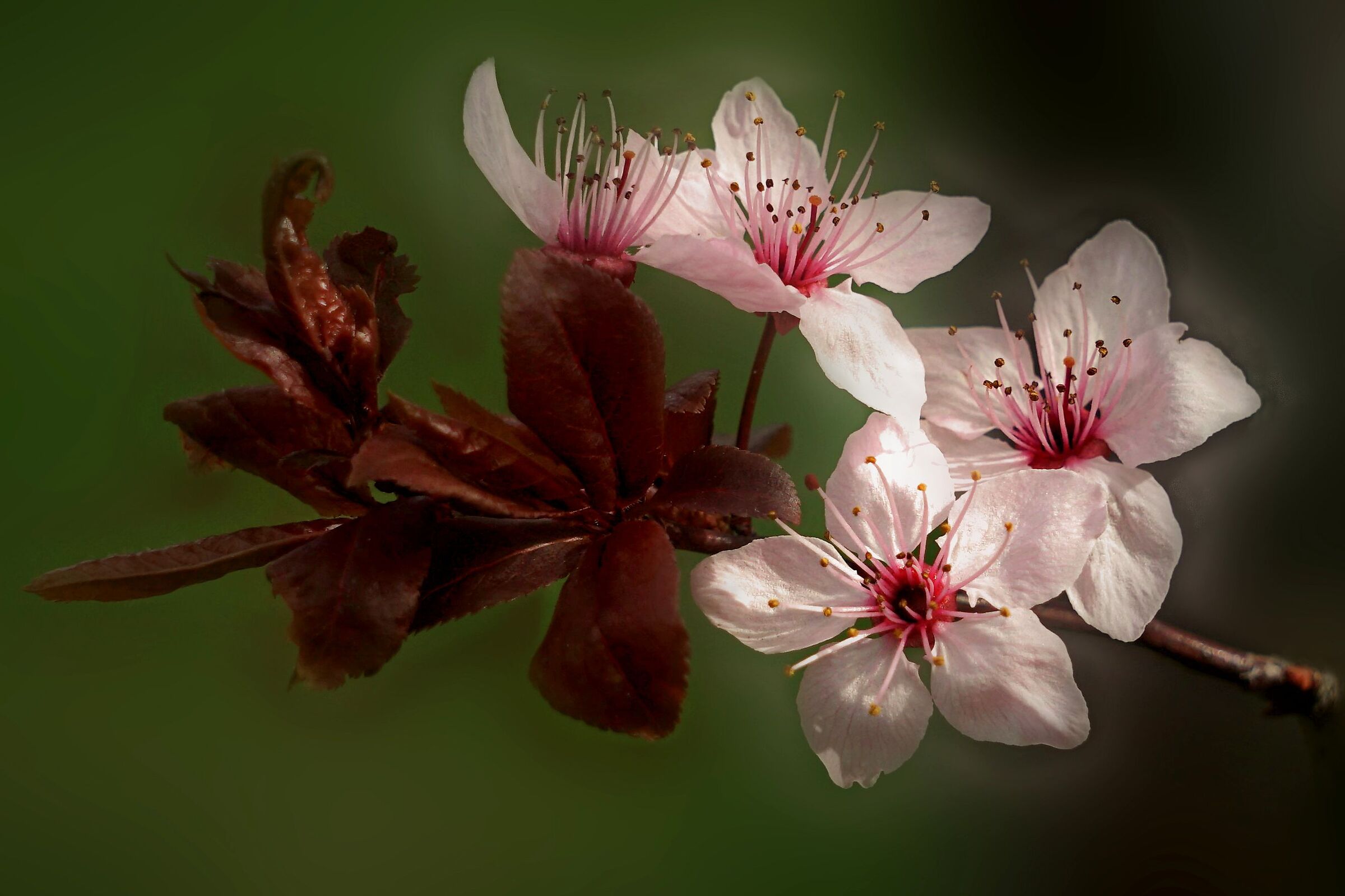 Prunus Pissardi a Primavera...