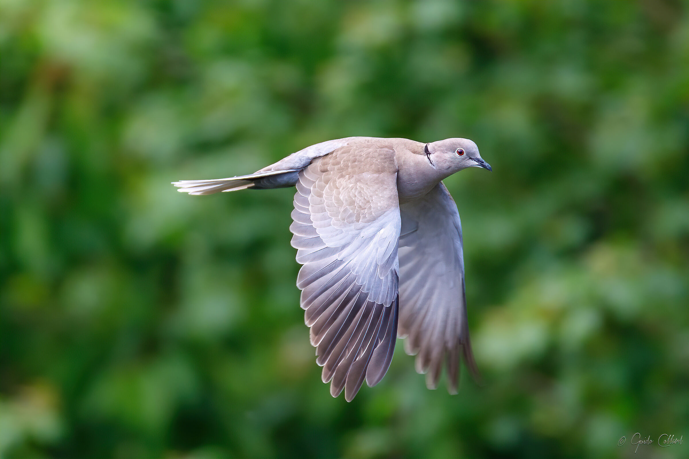 Dove in flight - Improved file...