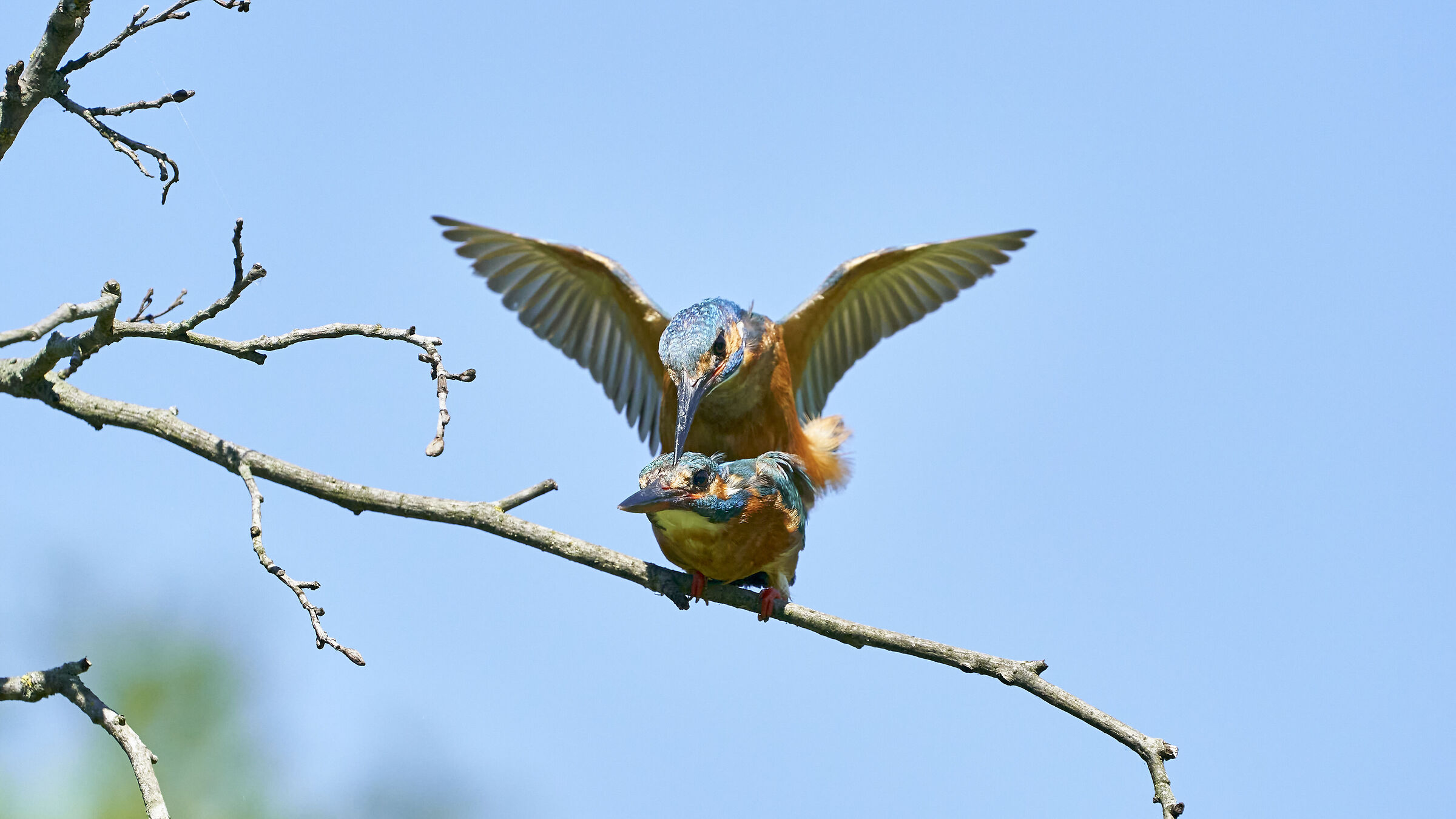 Kingfisher in Mating 10...