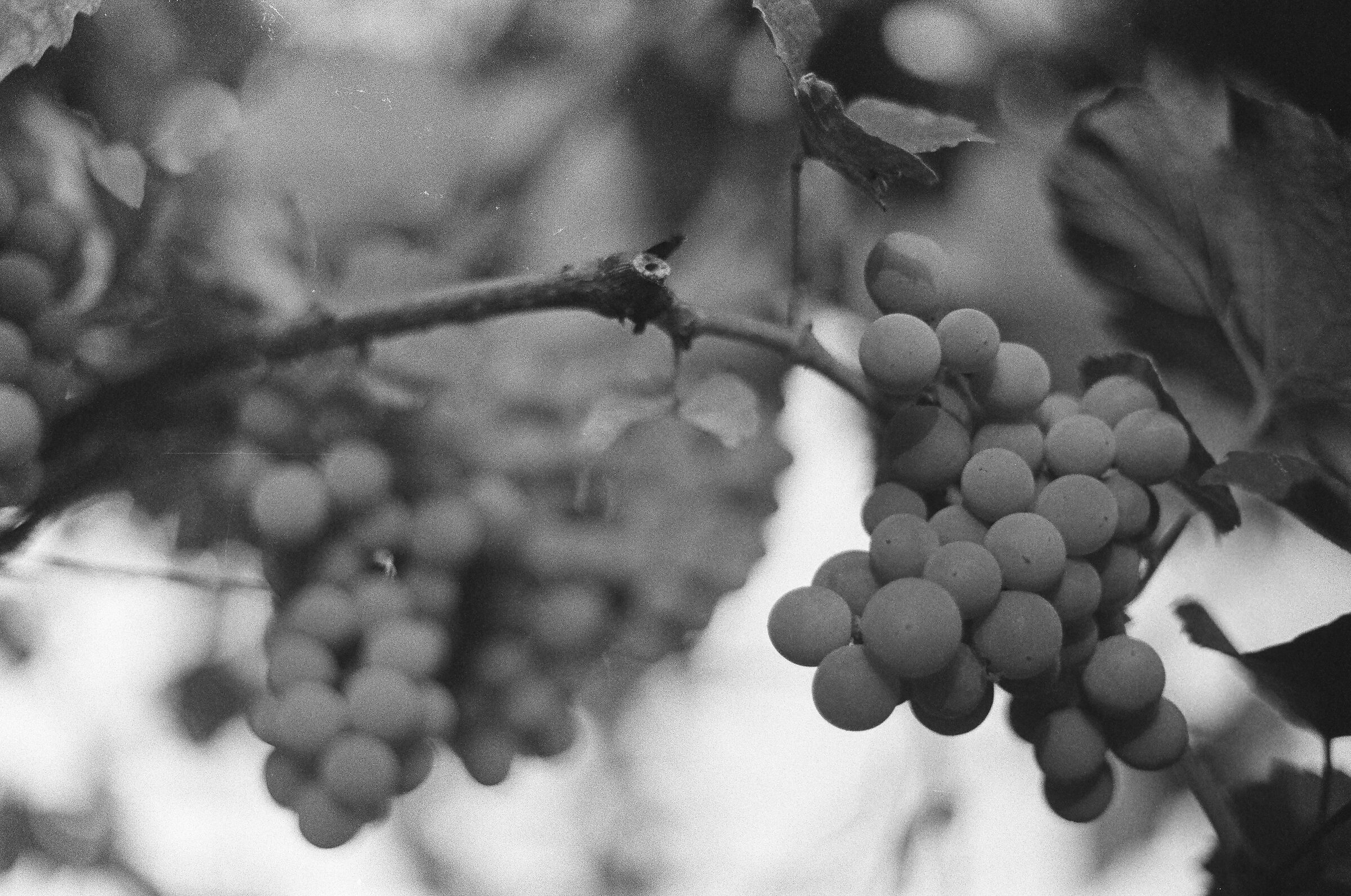 Analogico - Vite - Vitis Vinifera...