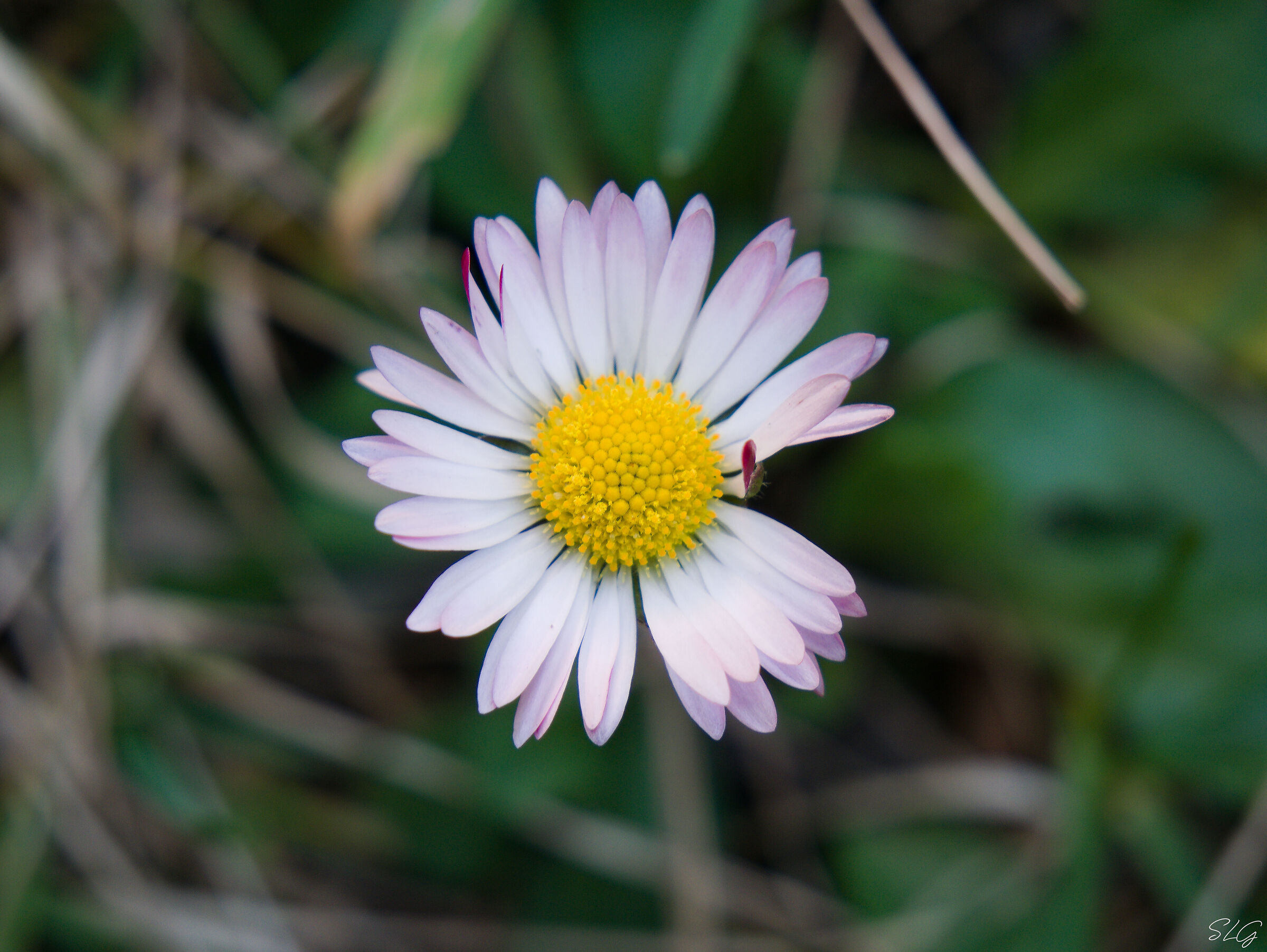 Another daisy yet...