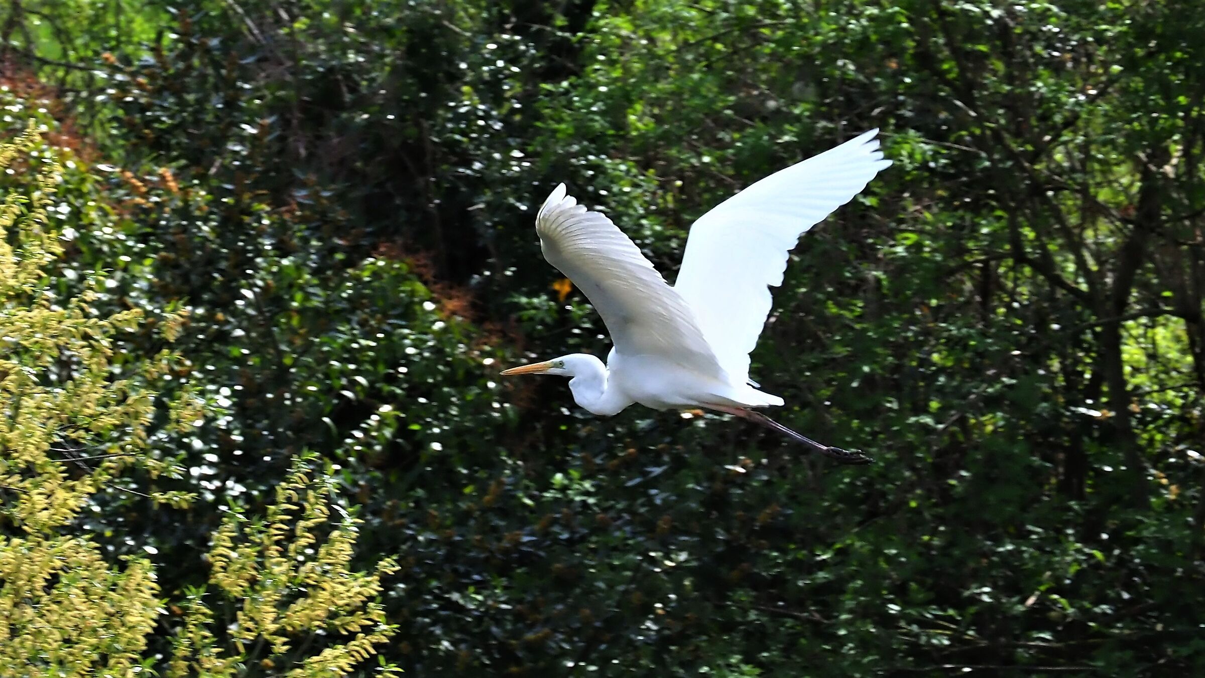 White heron of the cesano 2...