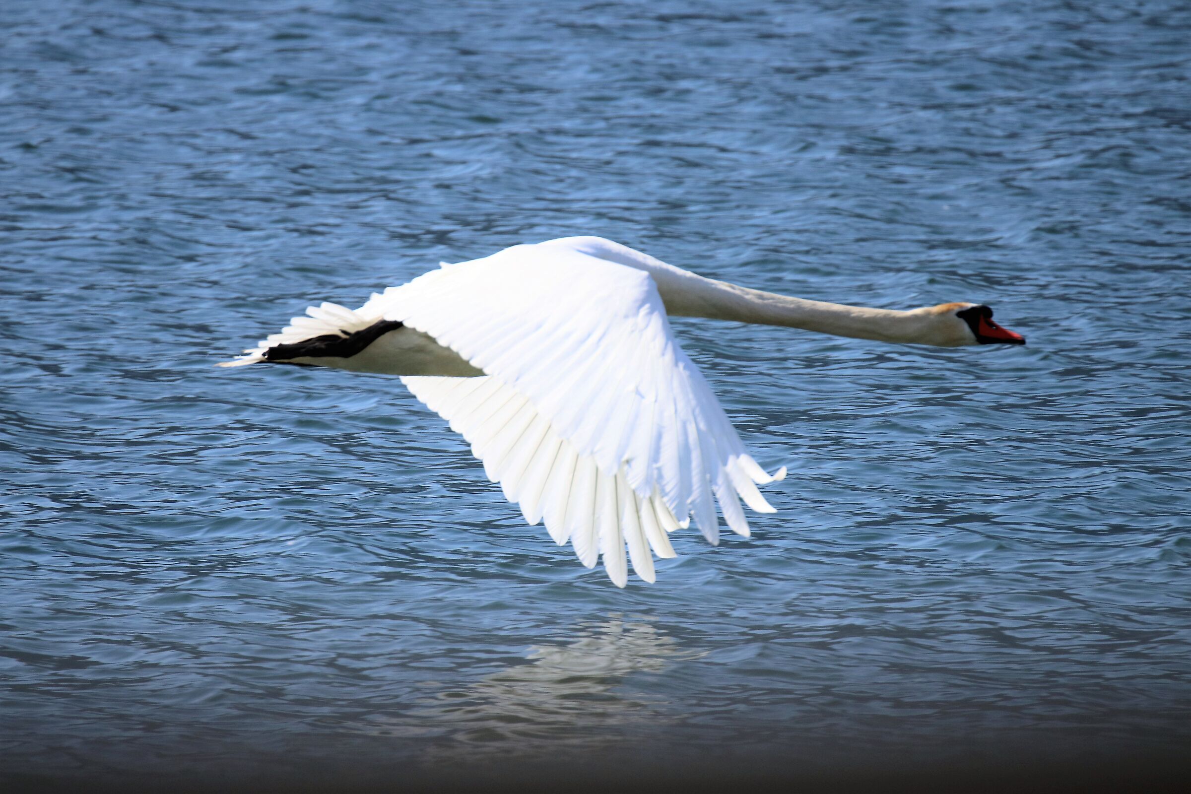 swan in flight caught on the fly...