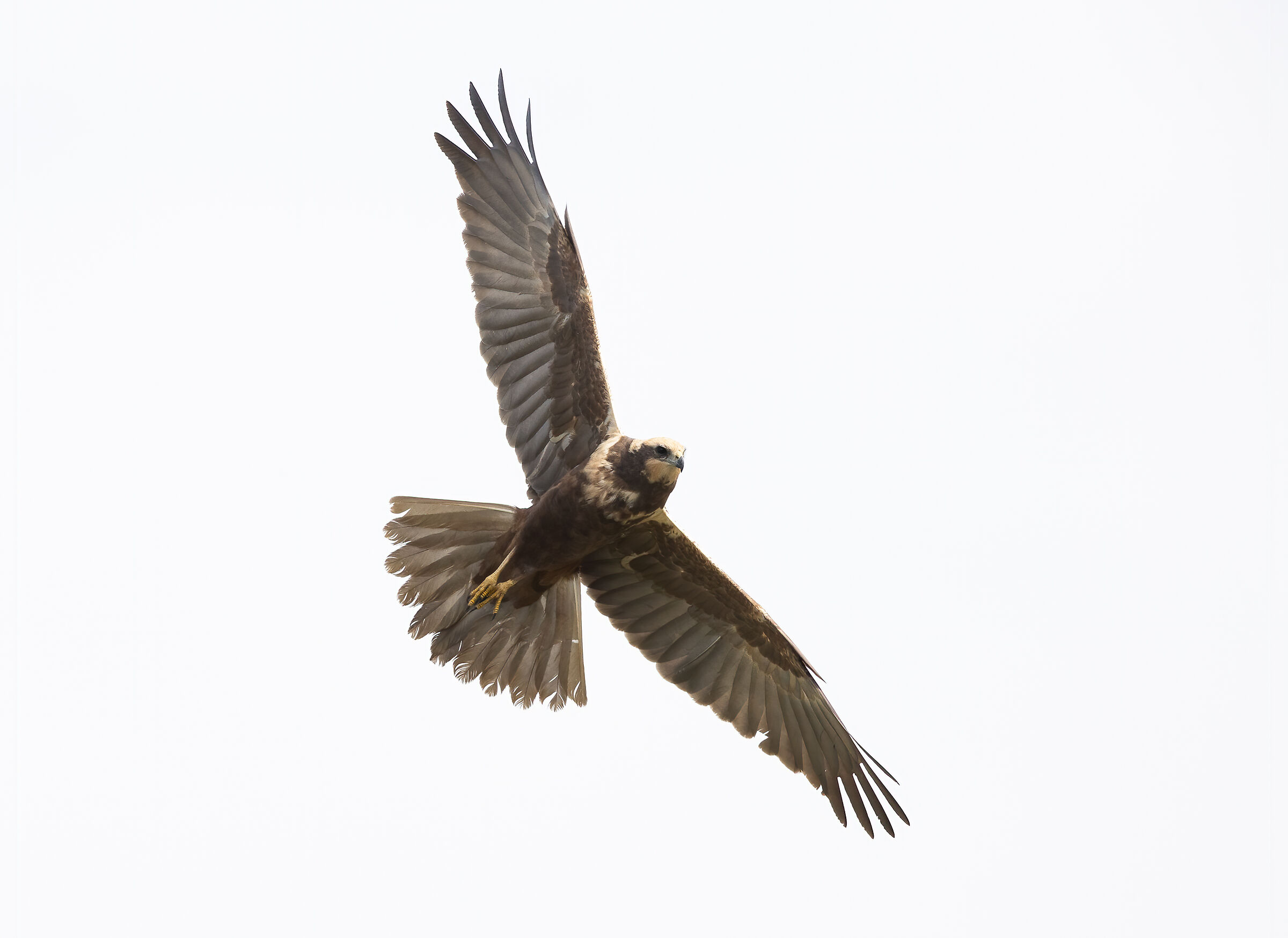 Falco di palude femmina (Circus aeruginosus)...