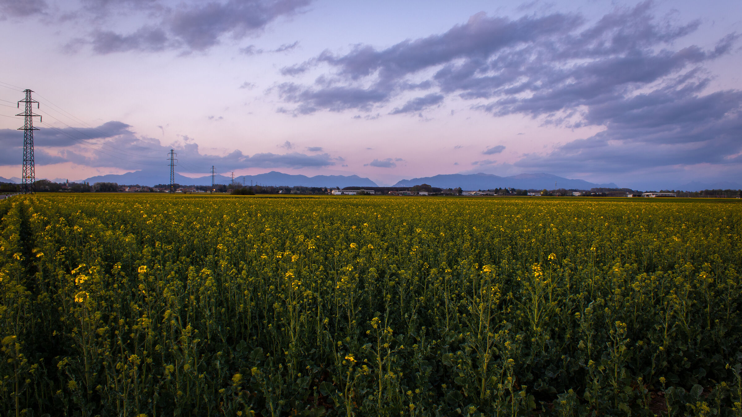 Field in bloom...