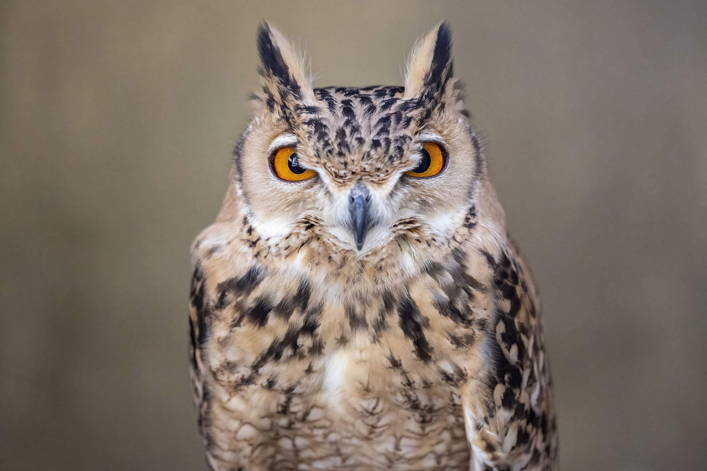 Desert Owl...