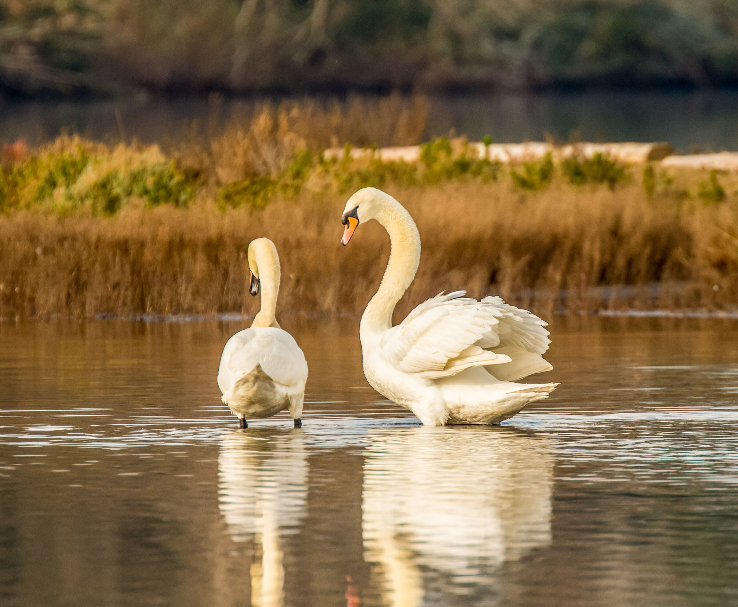 Swans canon 1dx sigma 120-300mm f2.8 ...
