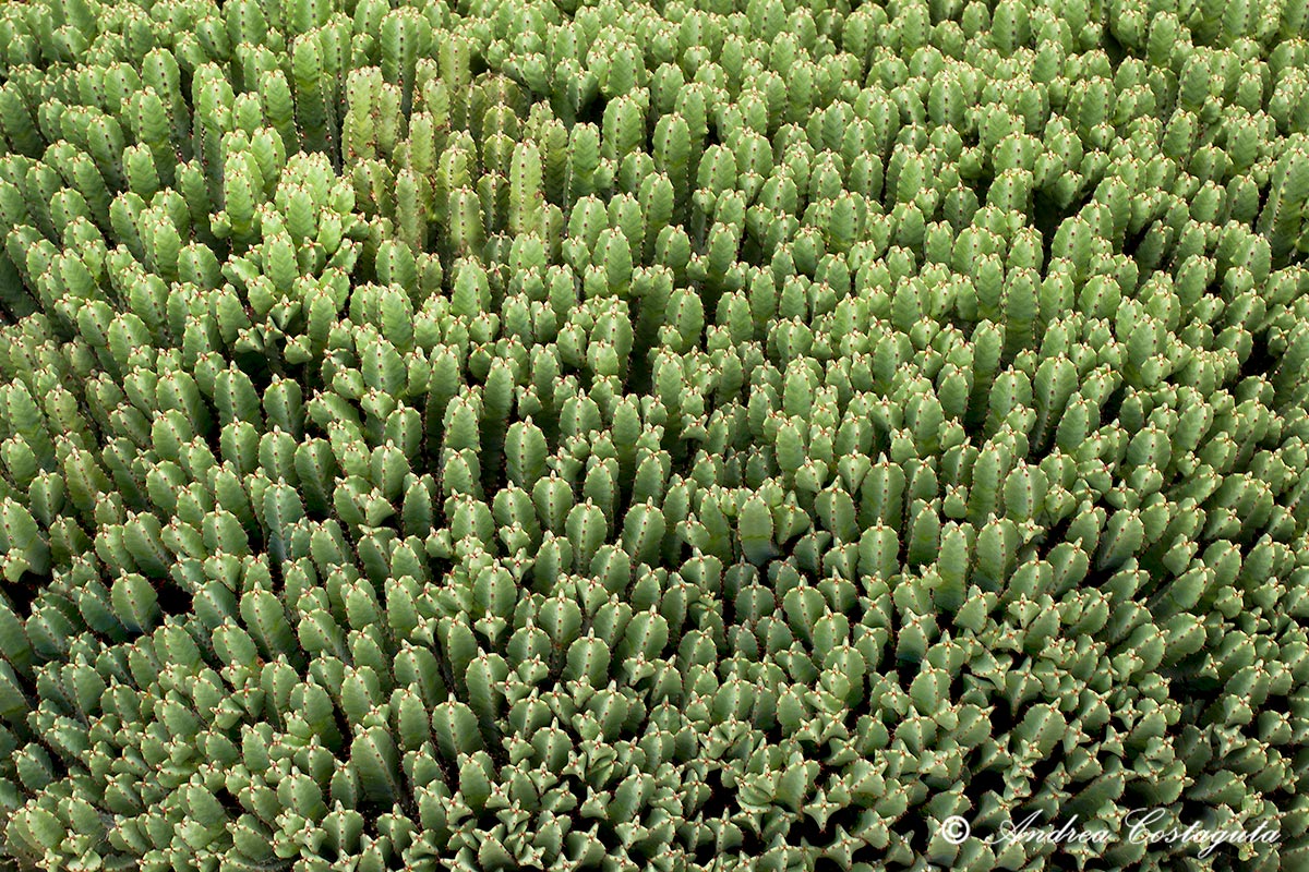Euphorbia resinifera...