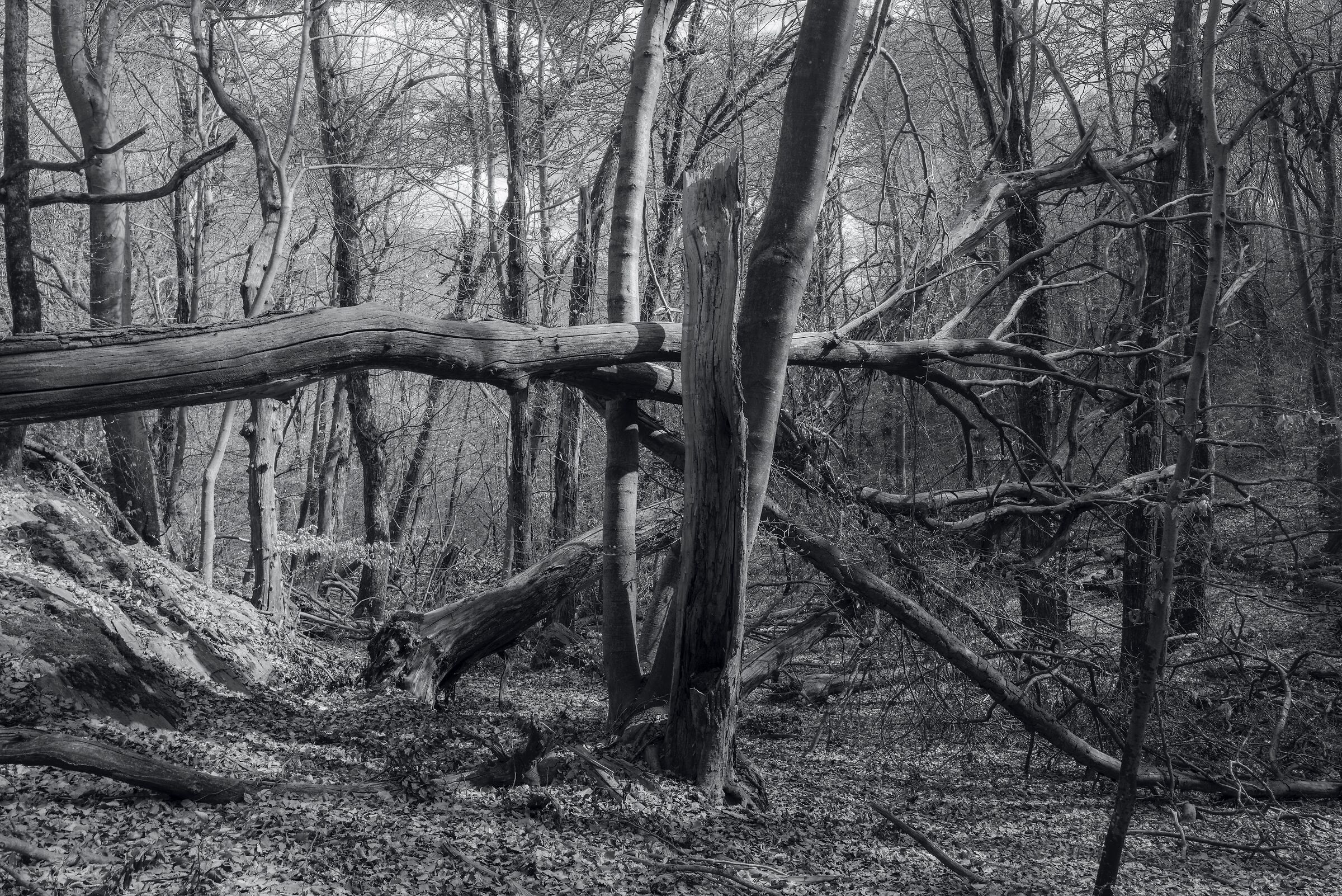 The forest and its victims...
