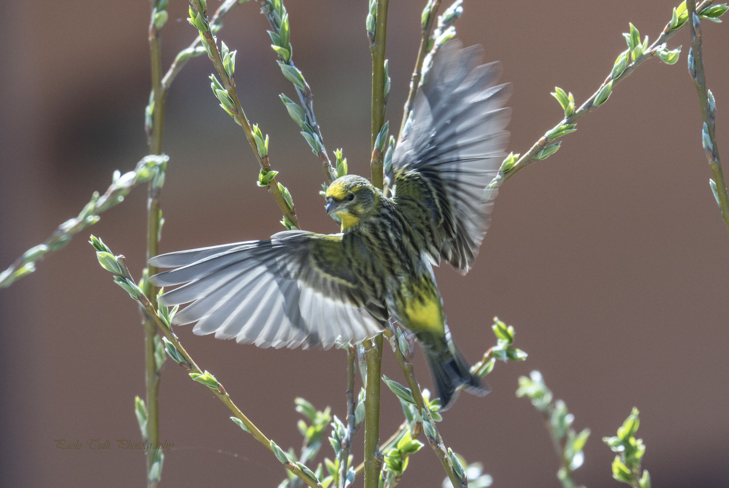 The spiritual greenfinch. male...