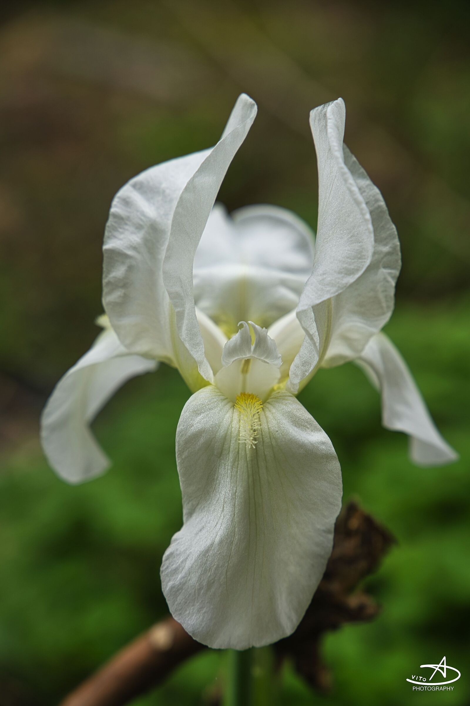 White Lily ...