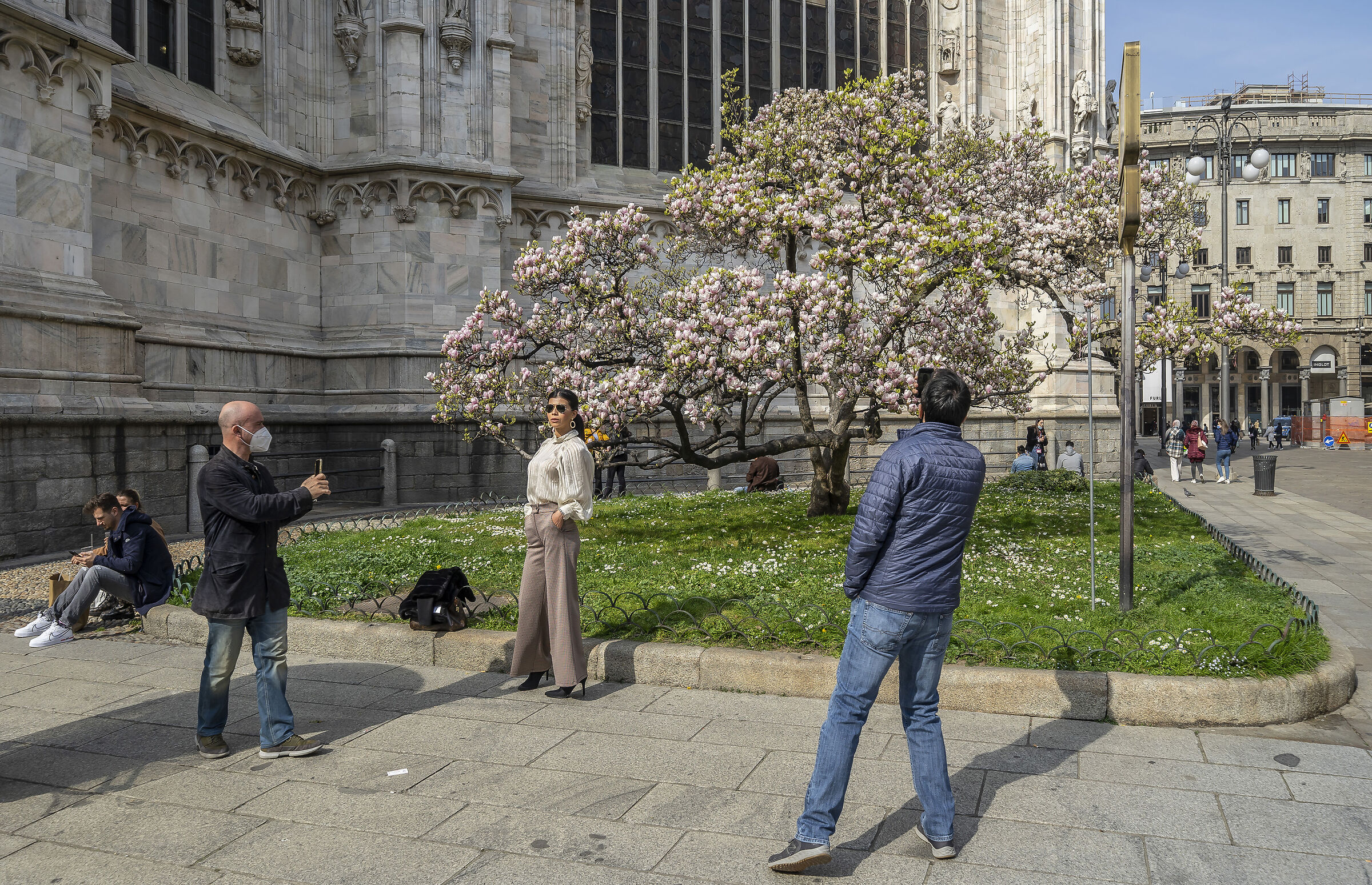 Flowering of the "Magnolia denudata" in Piazza Duomo - 7...