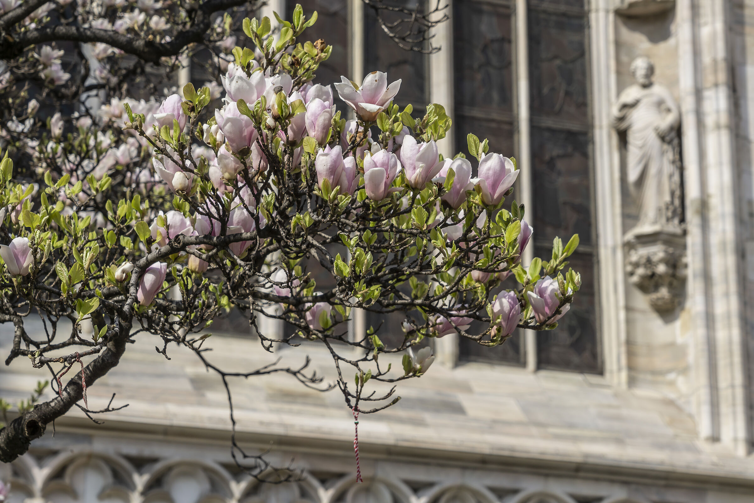 Flowering of the "Magnolia denudata" in Piazza Duomo -12...
