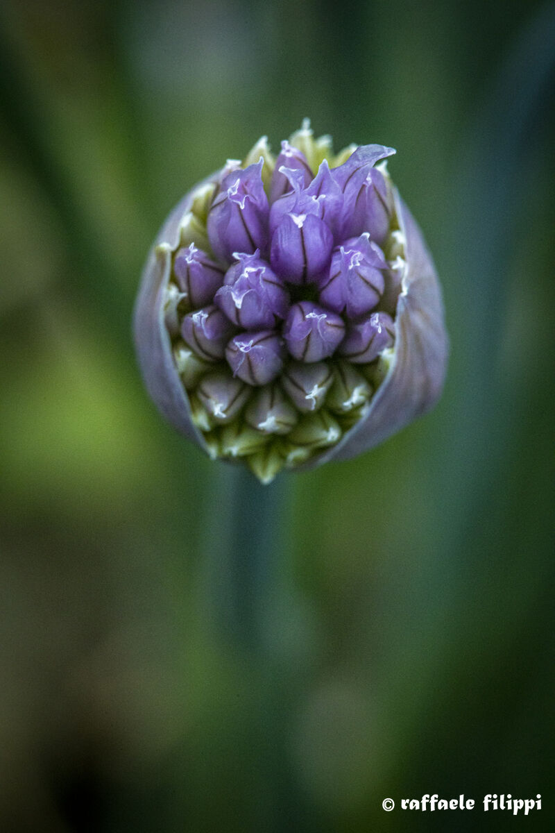 Onion grass, bud in opening...
