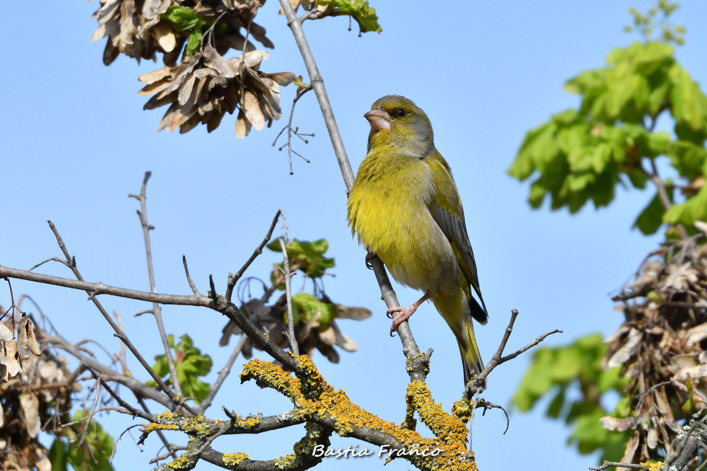 male greenfinch 1...