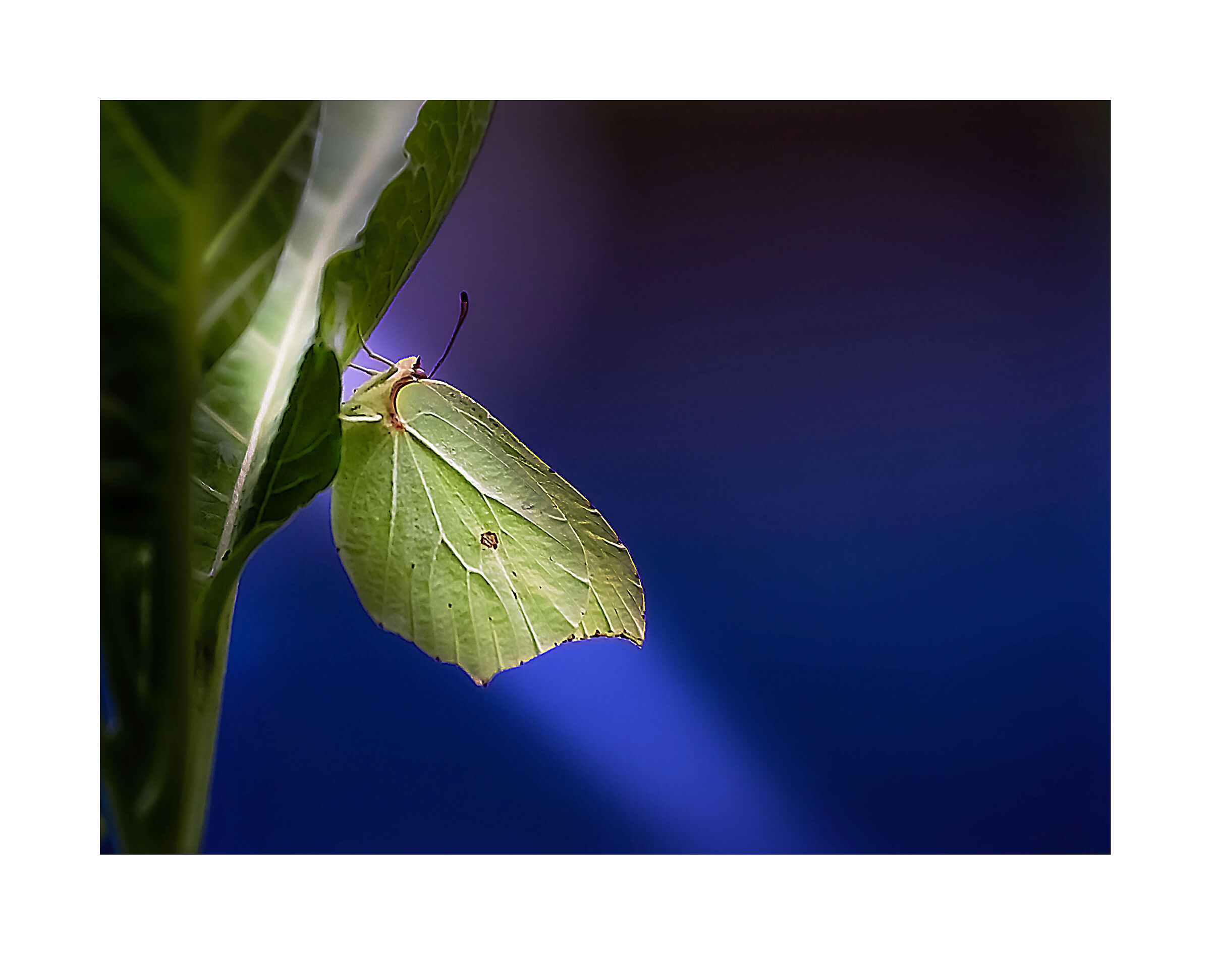 Green Butterfly...