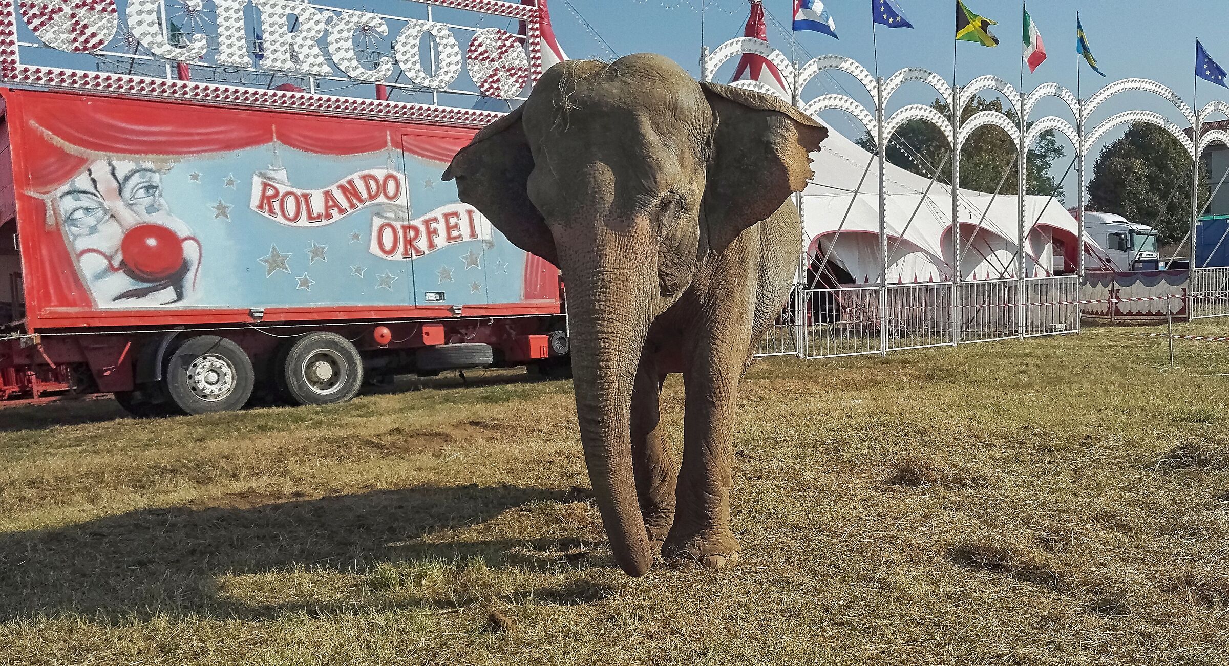 elefante circo orlando orfei fatta con honor 7 4/10/18...