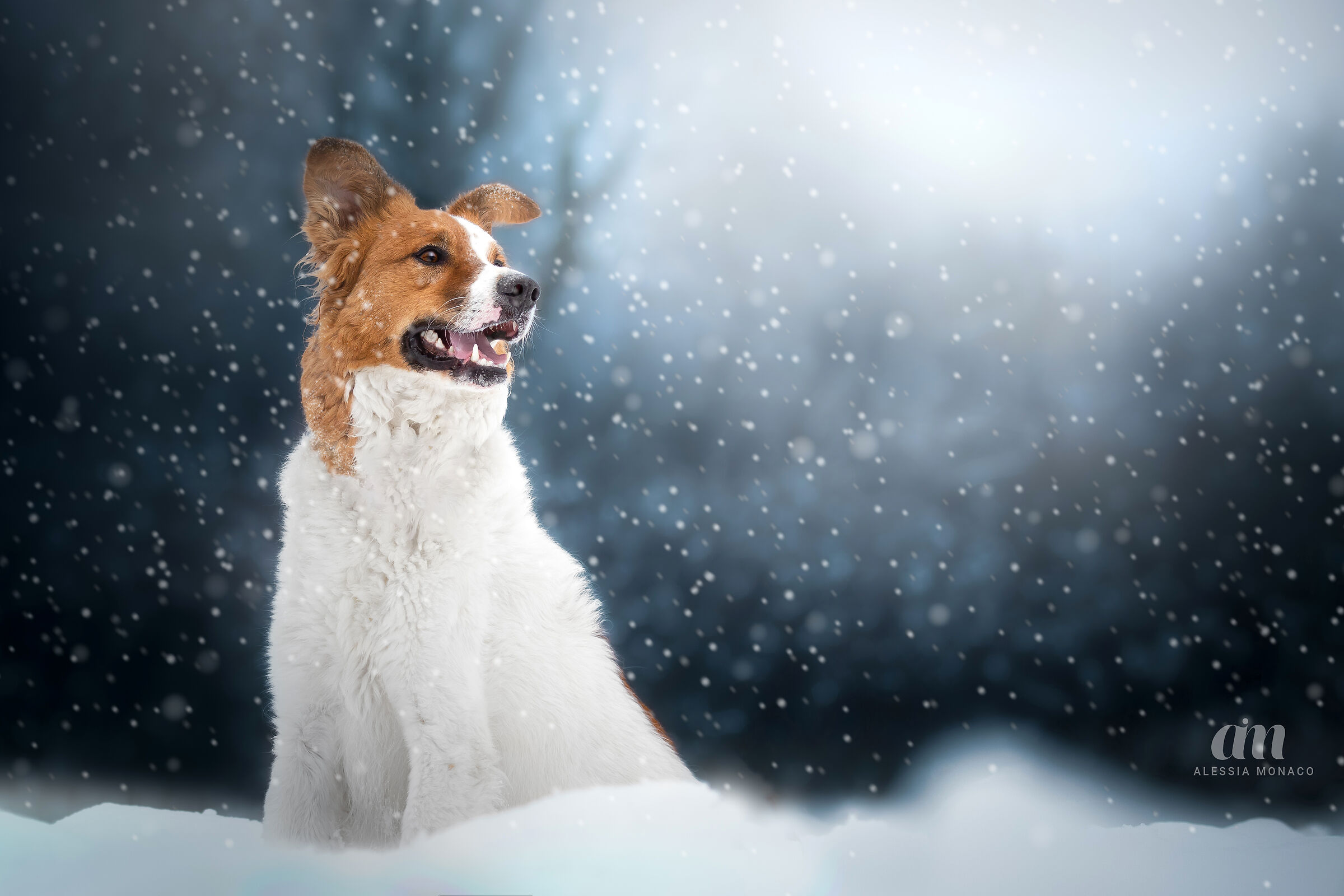 Cane nella neve...