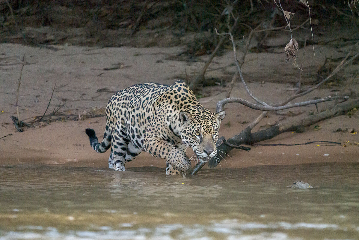 Jaguar on the Hunt...