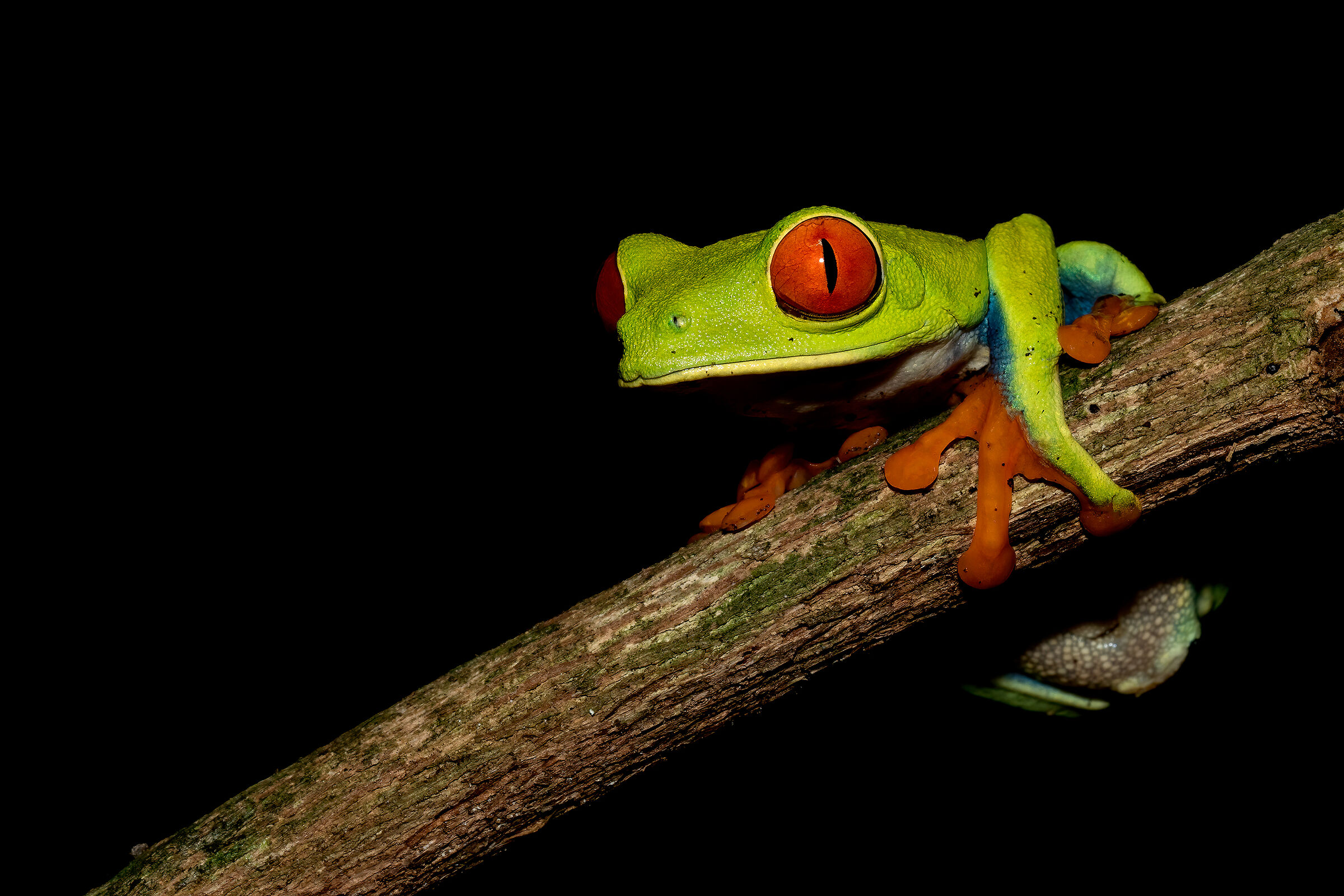 Red-eyed tree frog, Costa Rica...
