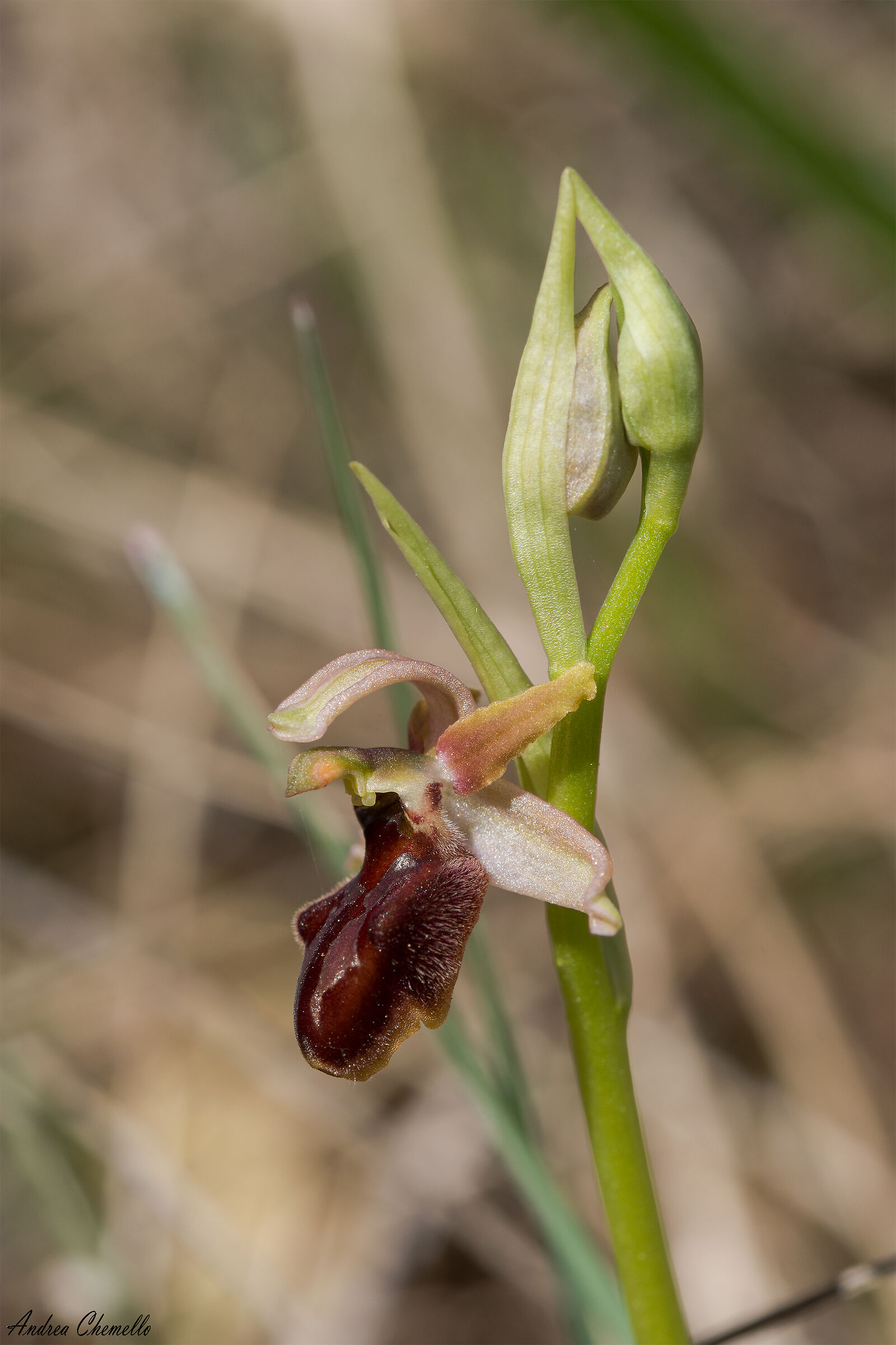 Brown-green ofride (Ophrys sphegodes)...