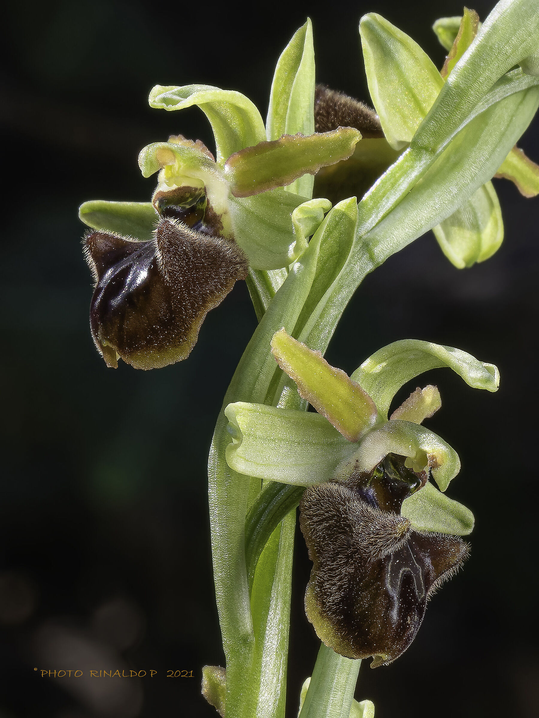 Spegodes's ophrys...