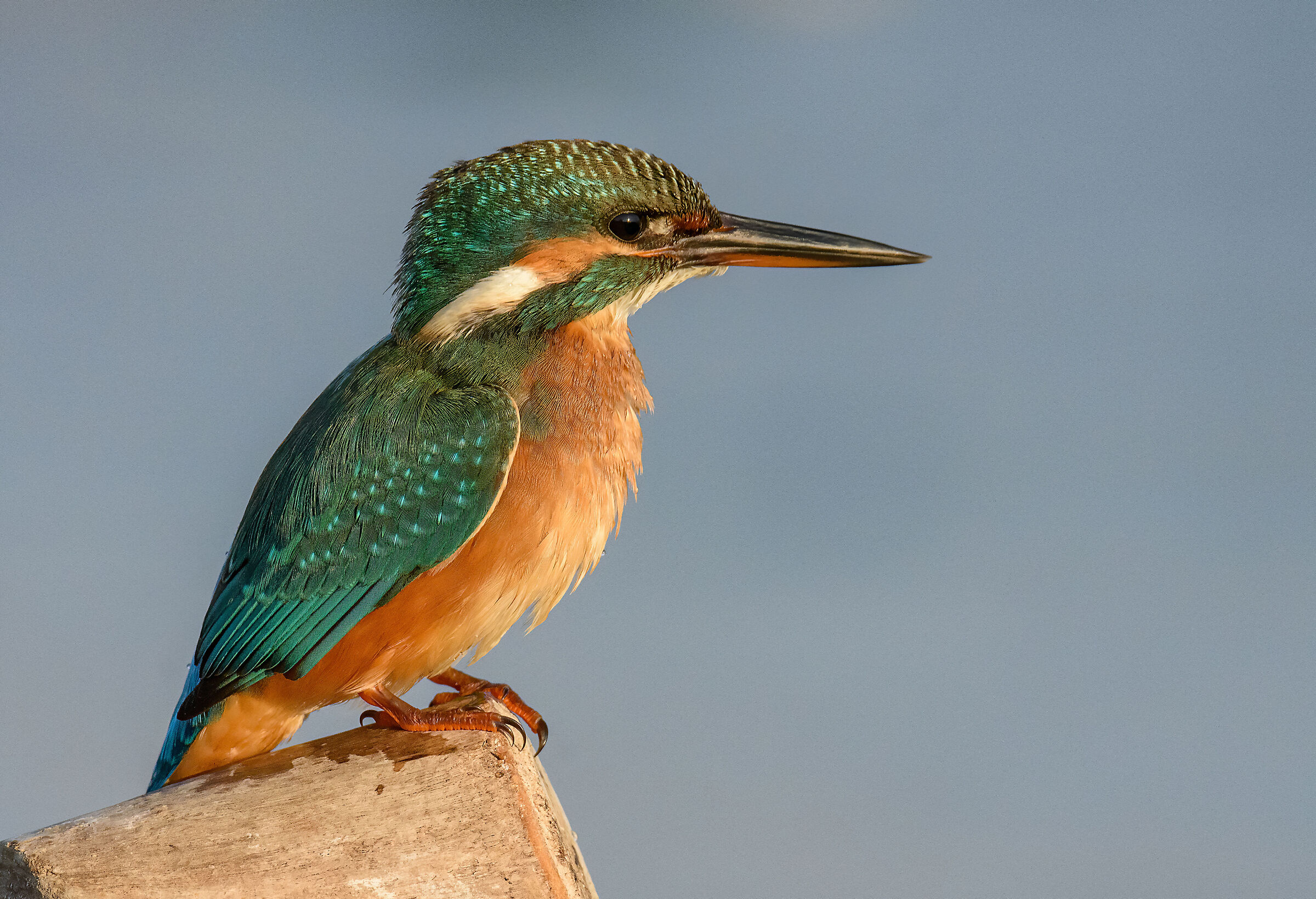 kingfisher...
