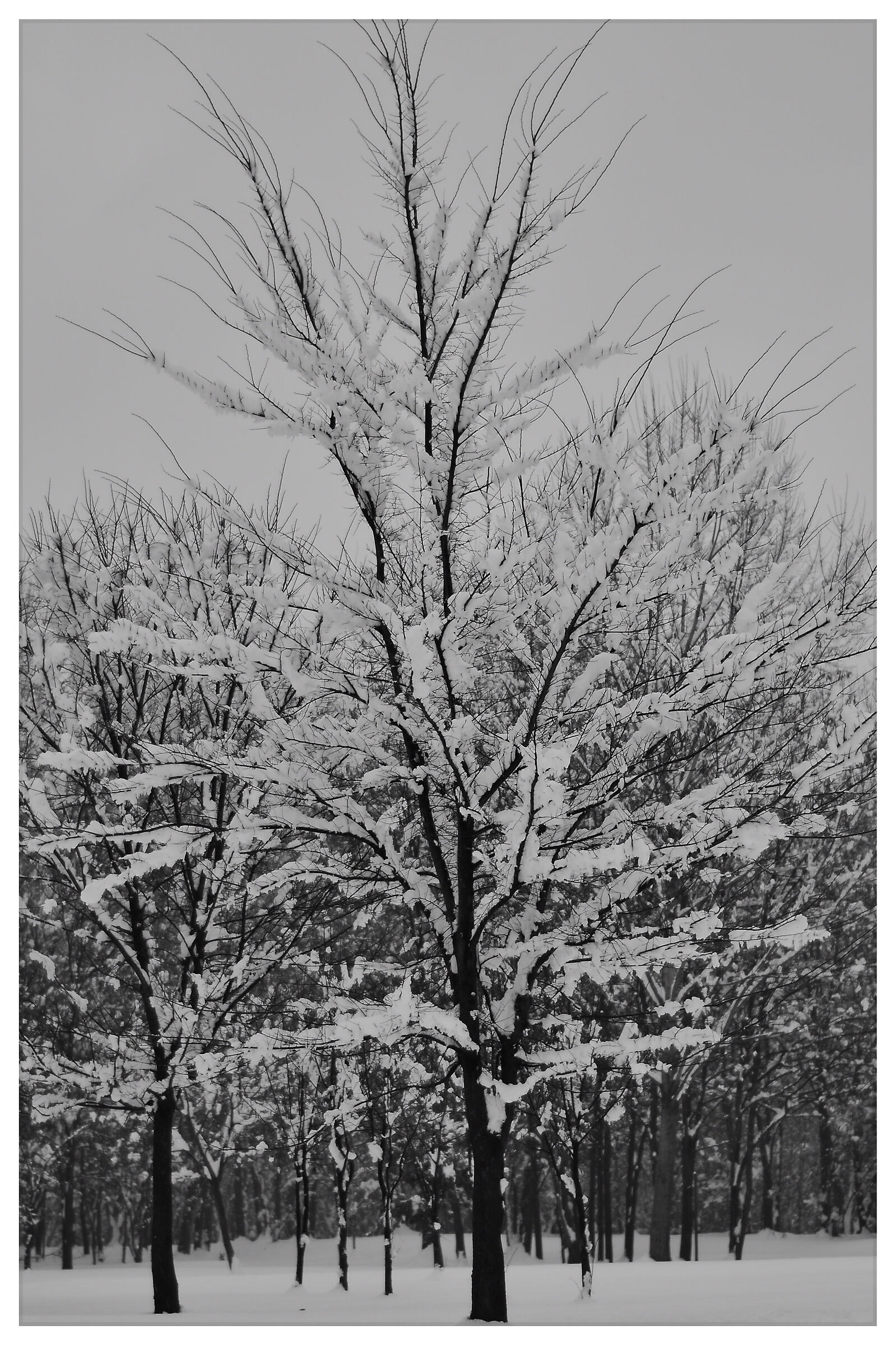 Snowy tree Bartesaghi Park...