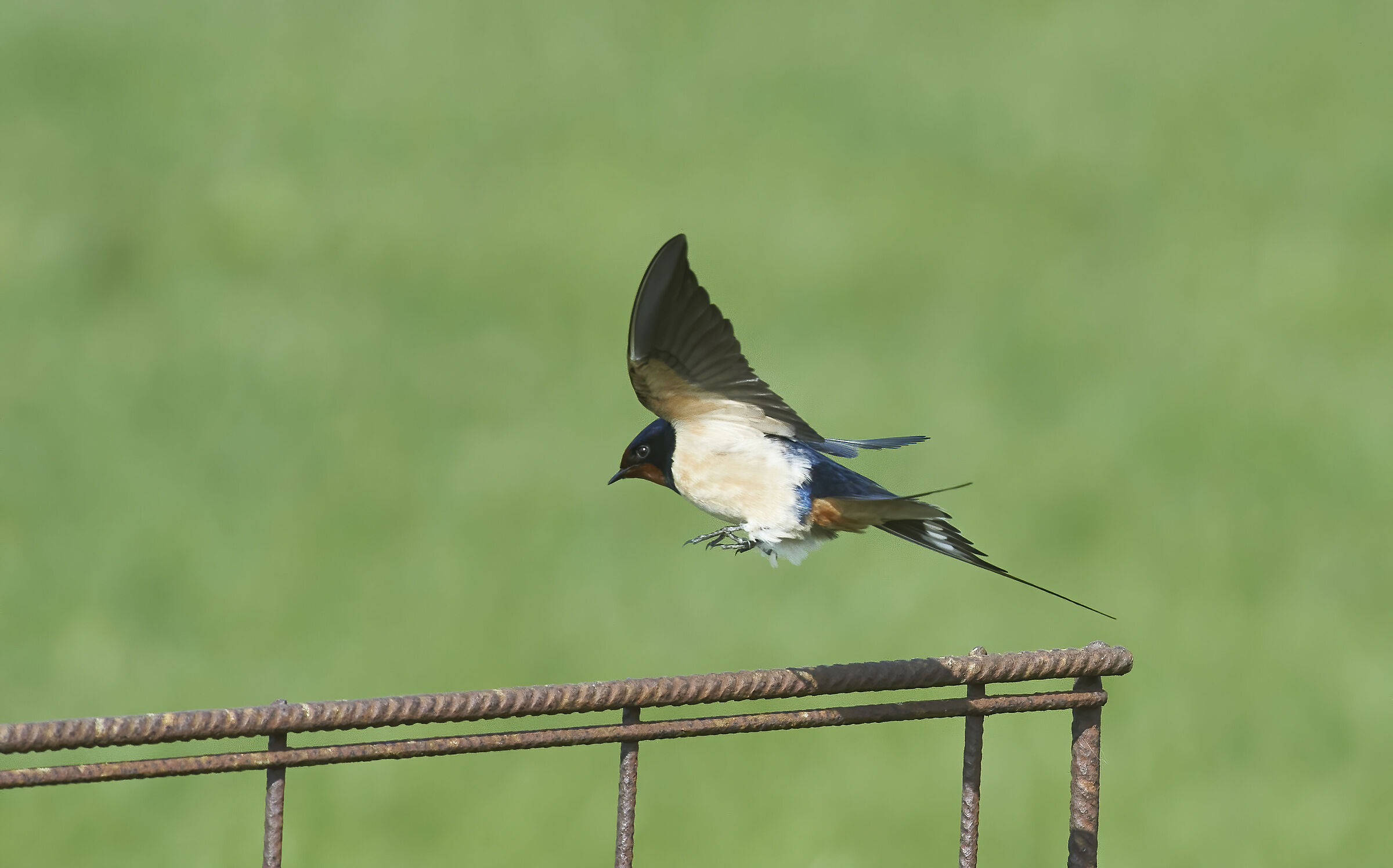 Barn swallow landing...