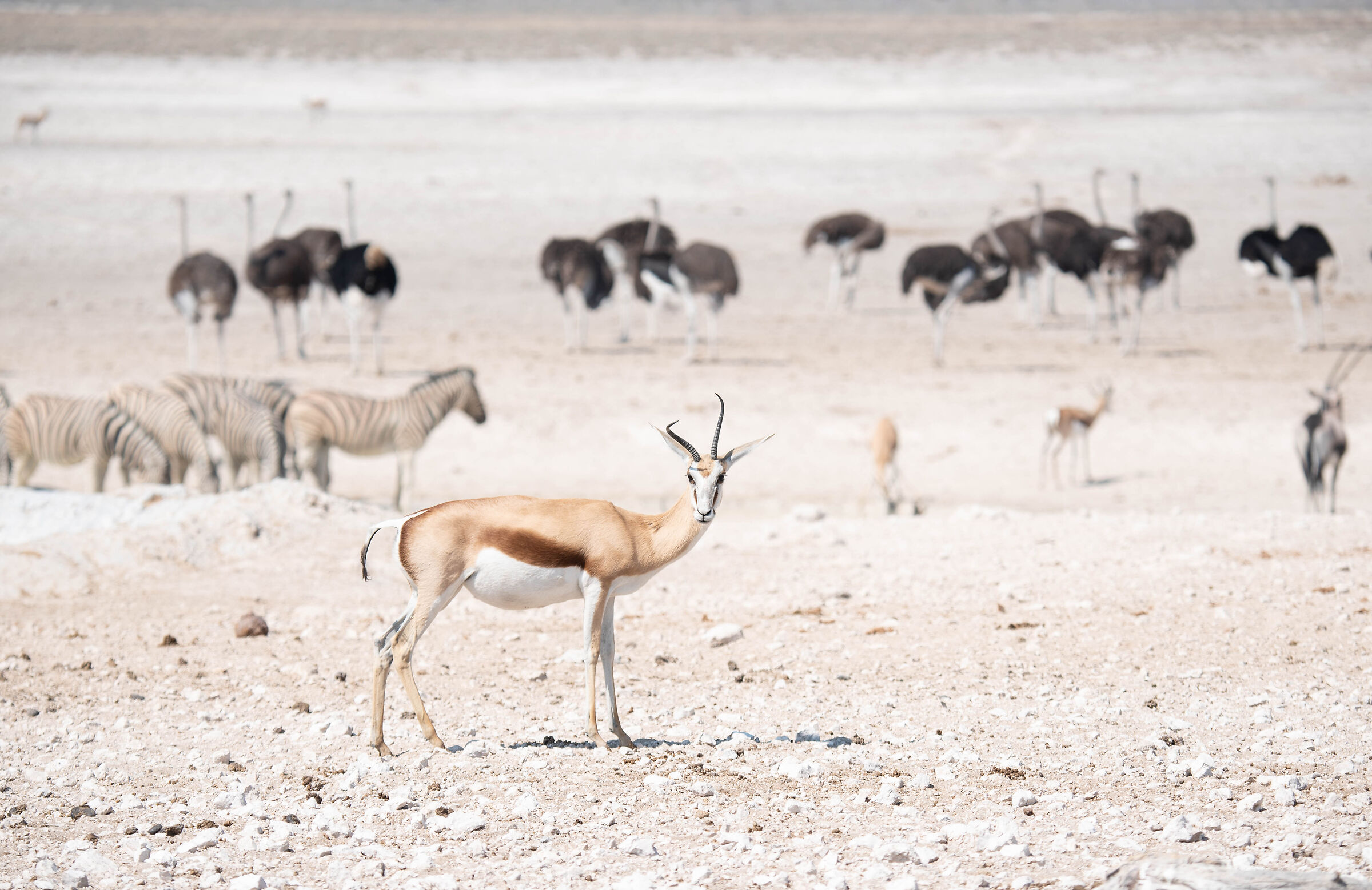 In the dust of Pan-Etosha- Namibia...