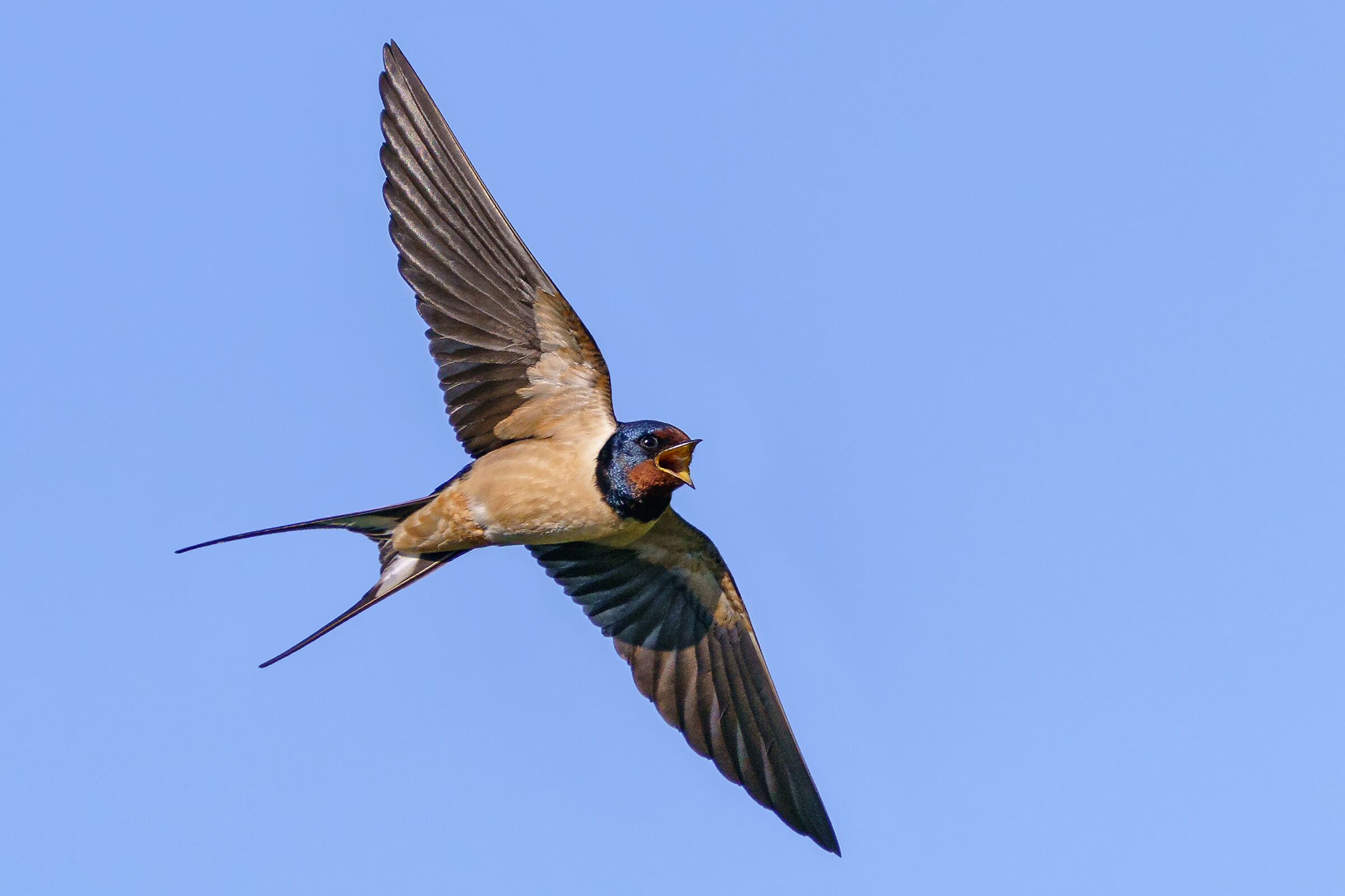 Insect Hunting - Domestic Swallow...