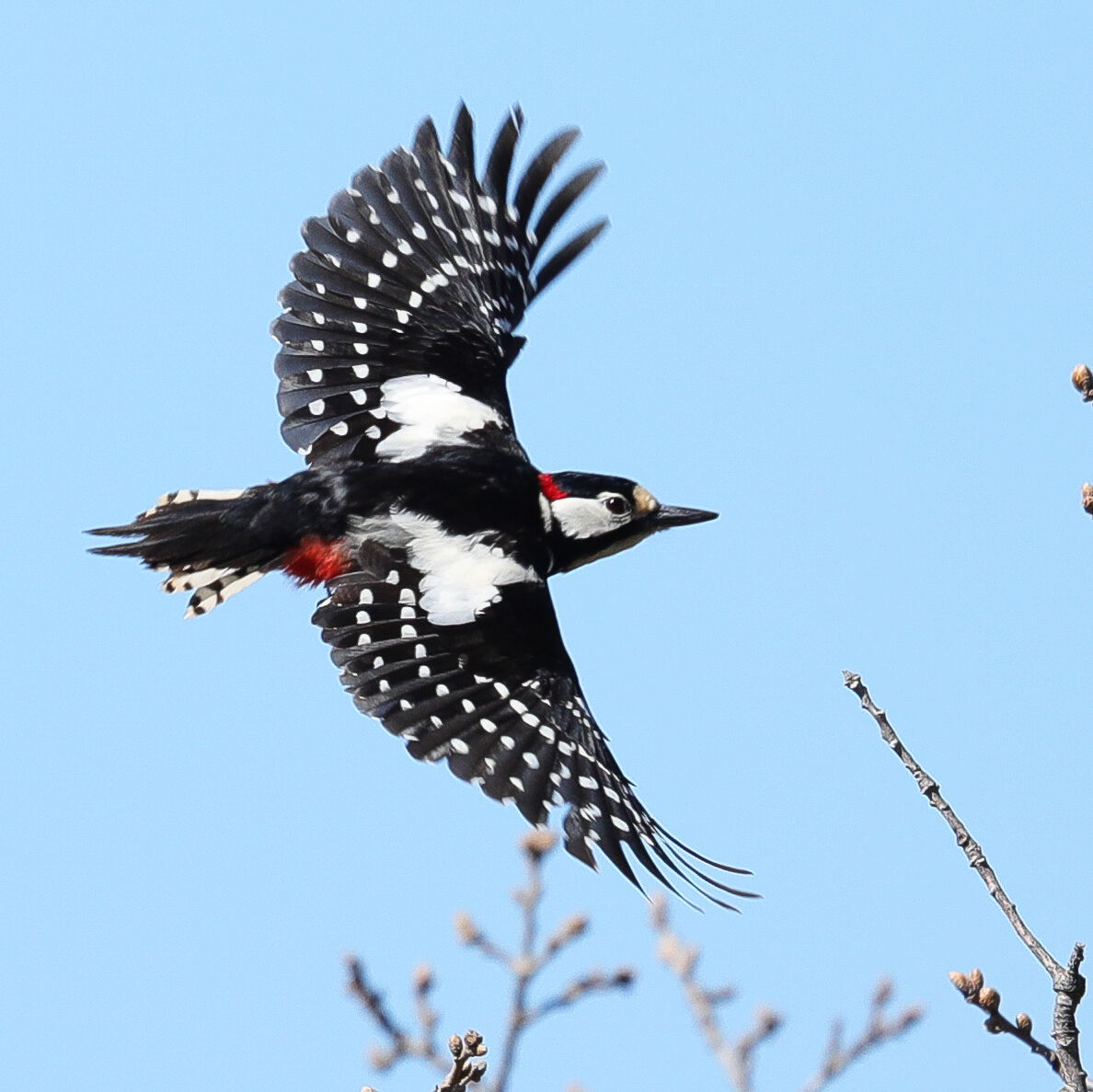 Red Woodpecker in flight...
