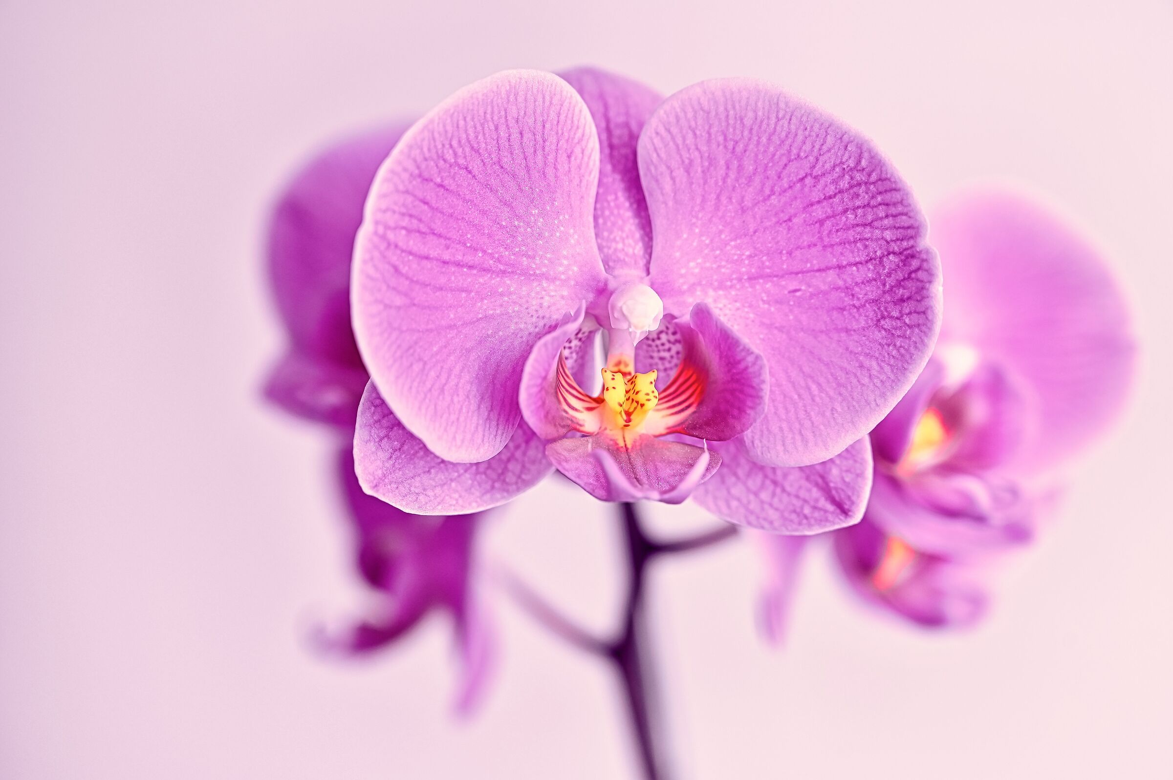 Orchidea.. Prove macro indoor......