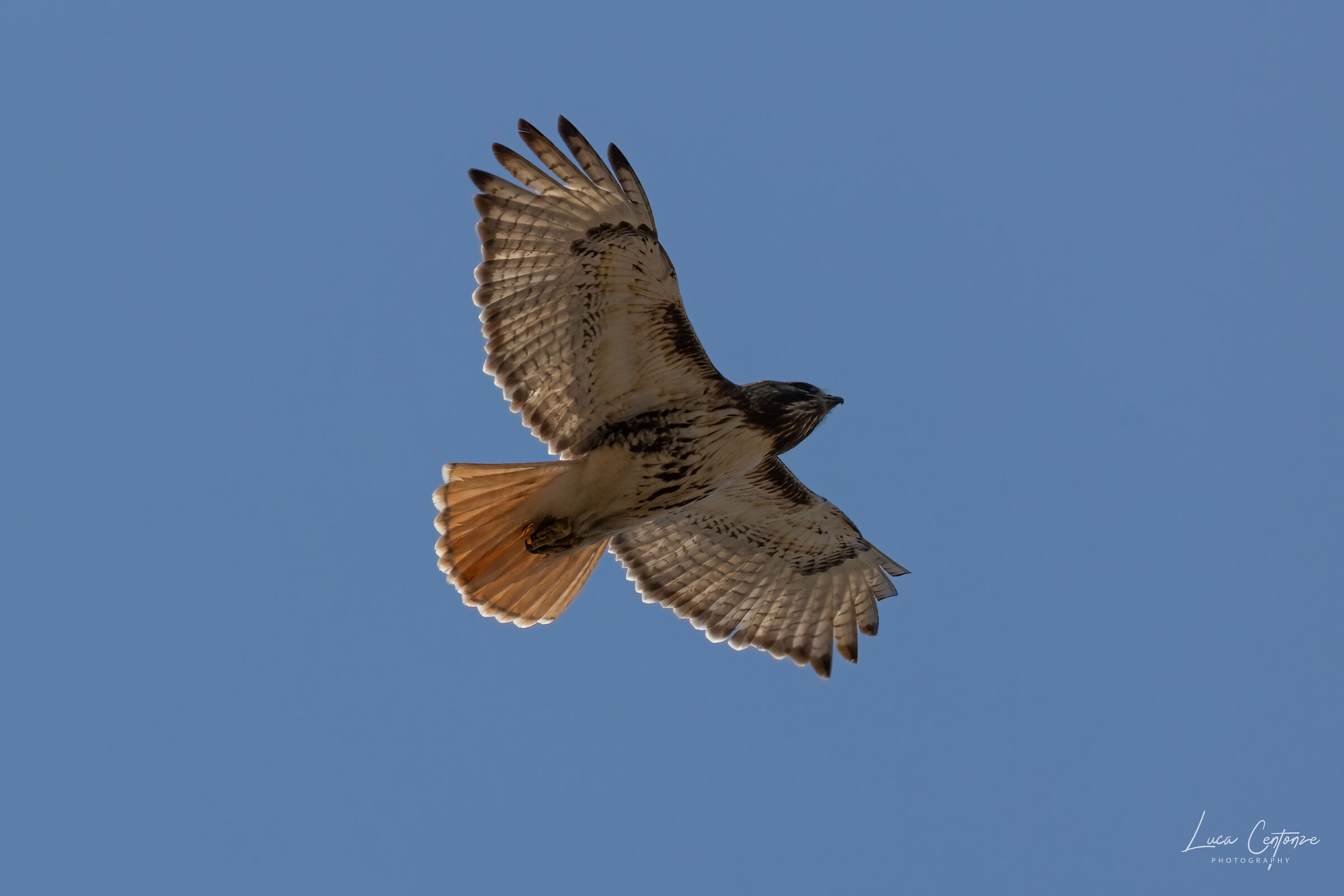 Red Tailed Hawk (Buteo jamaicensis) Red-tailed Poiana...