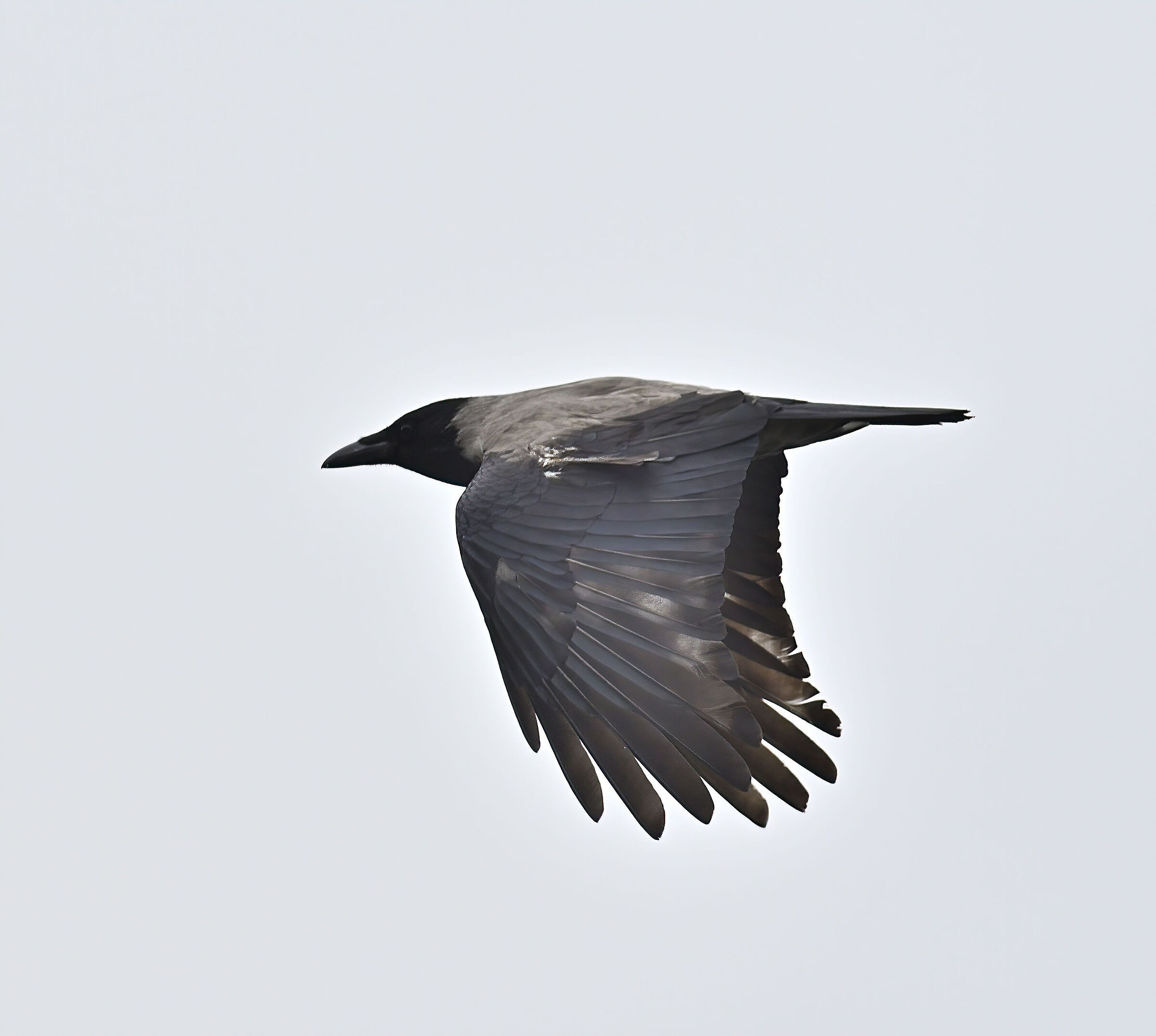 Crows in flight...