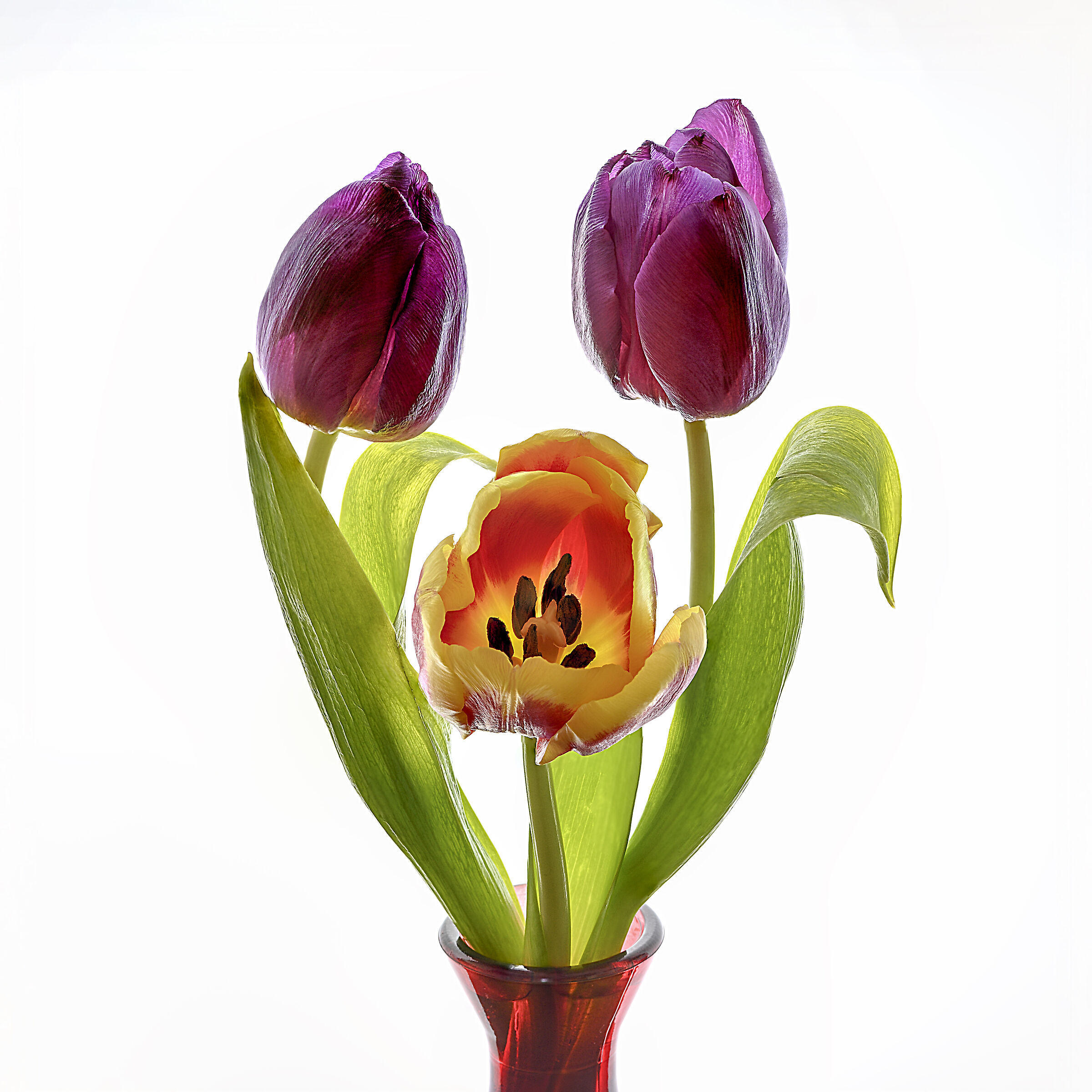 Tulip Spring...