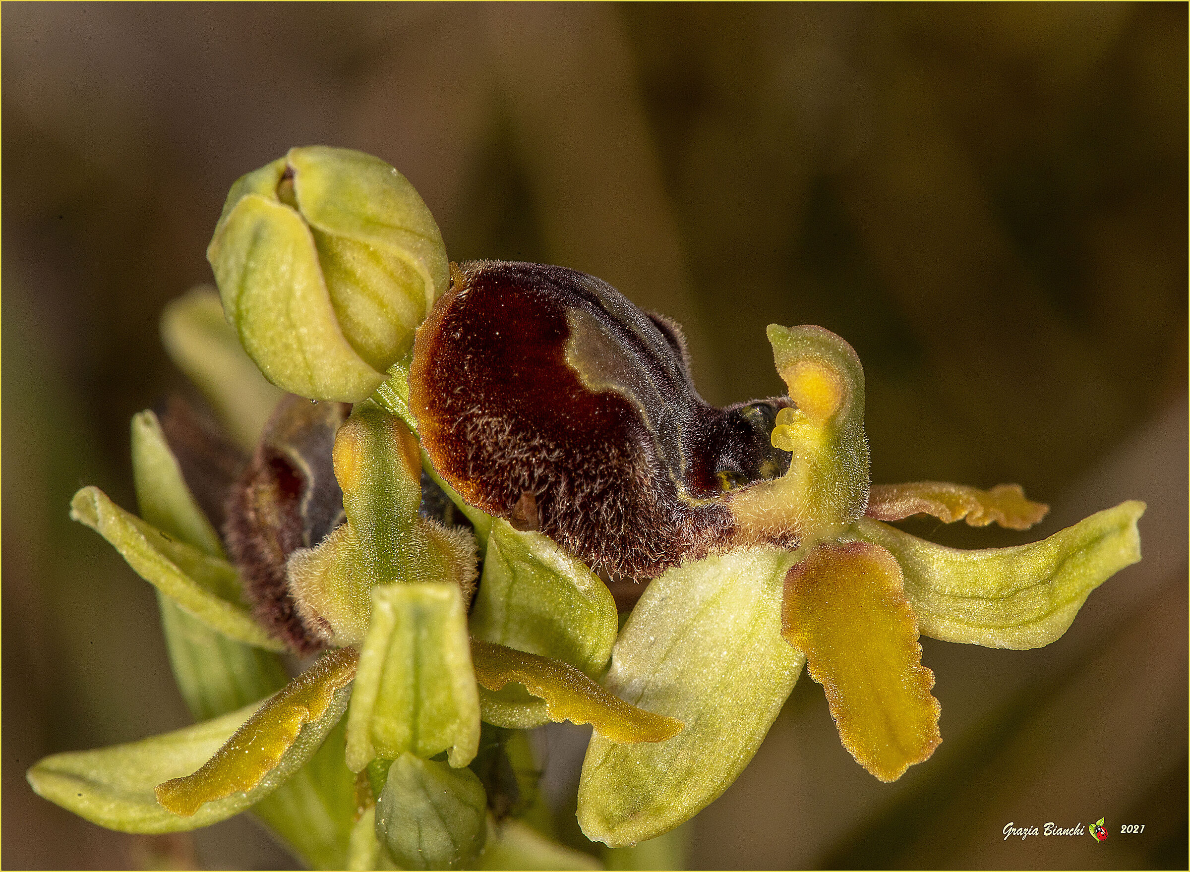Spontaneous Orchid -Ophrys sphegodes - Surroundings Florence...