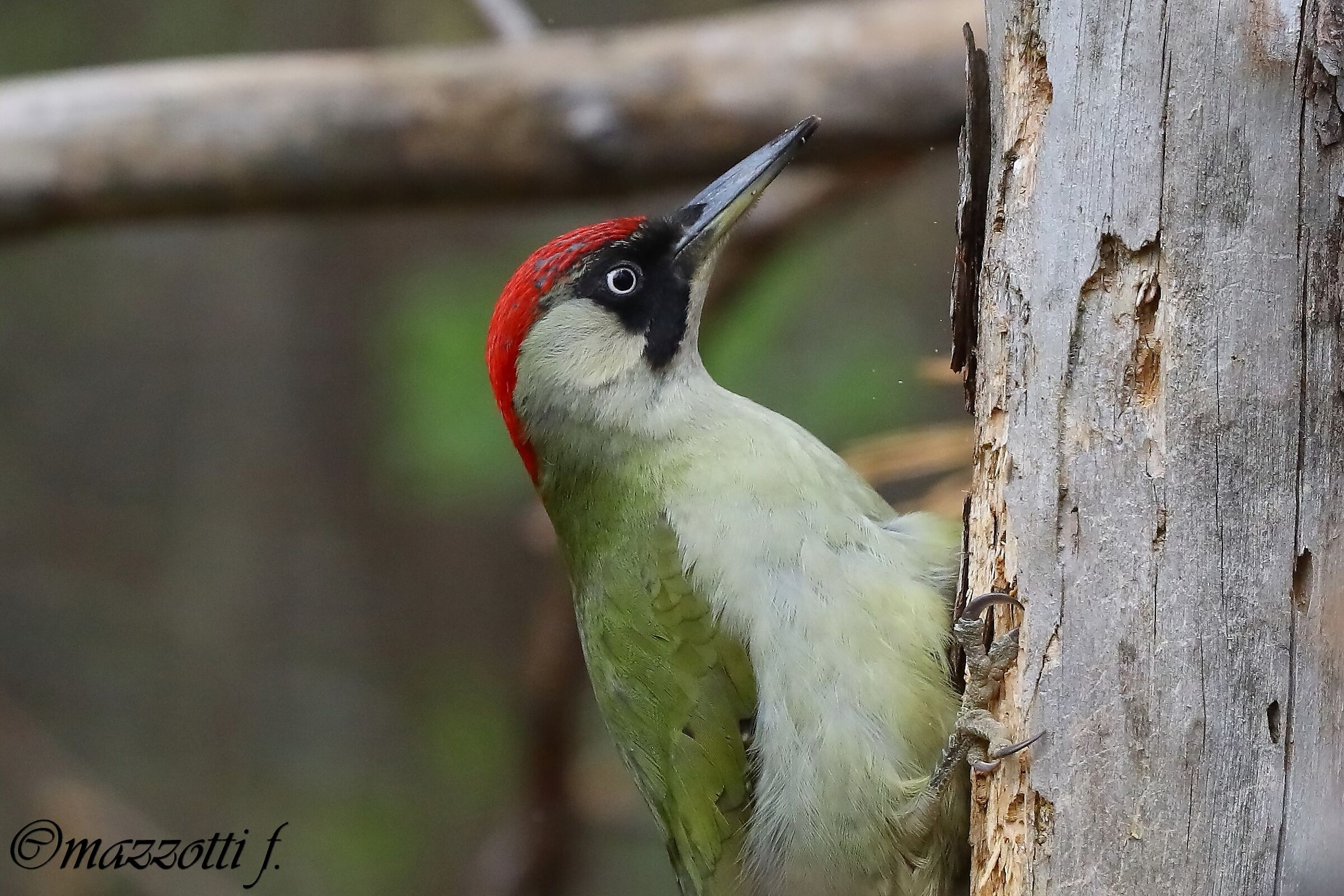 portrait green woodpecker...